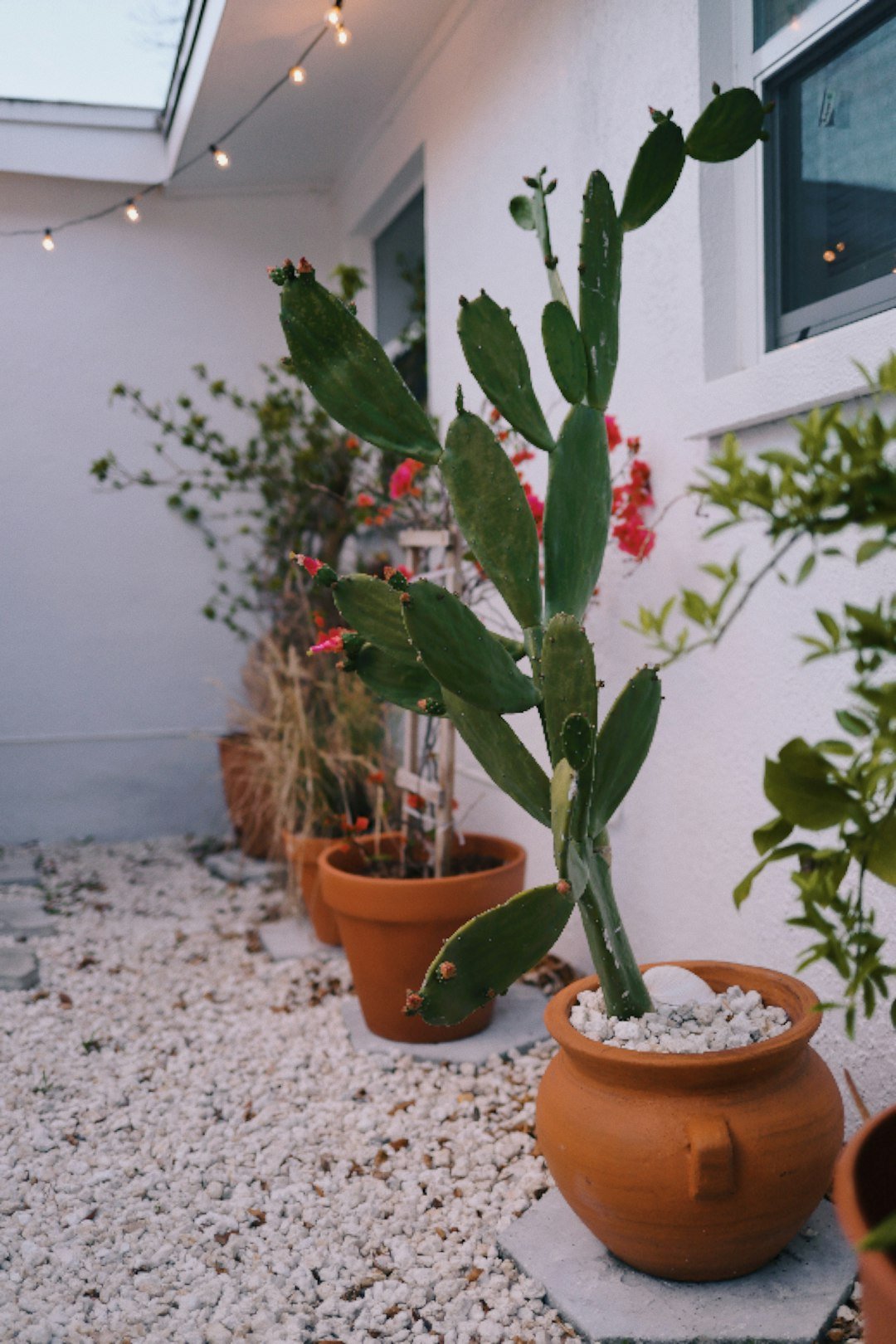 green plant on brown clay pot