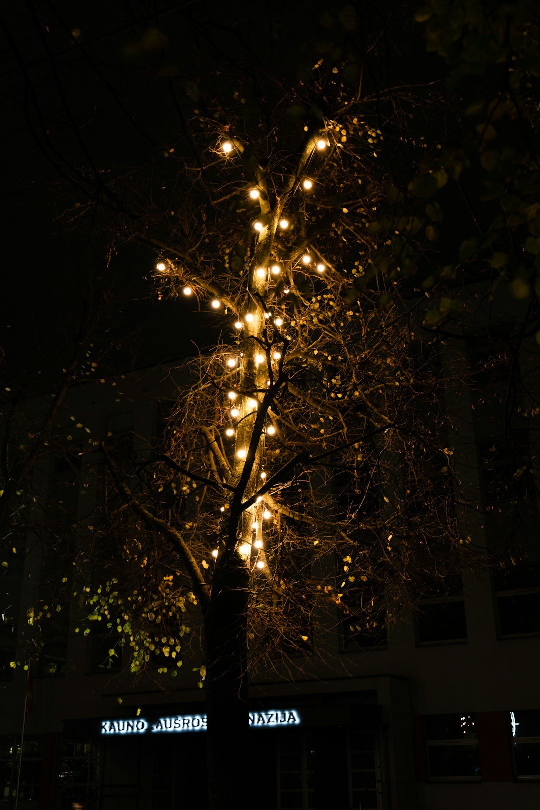 a tree with a lot of lights on it