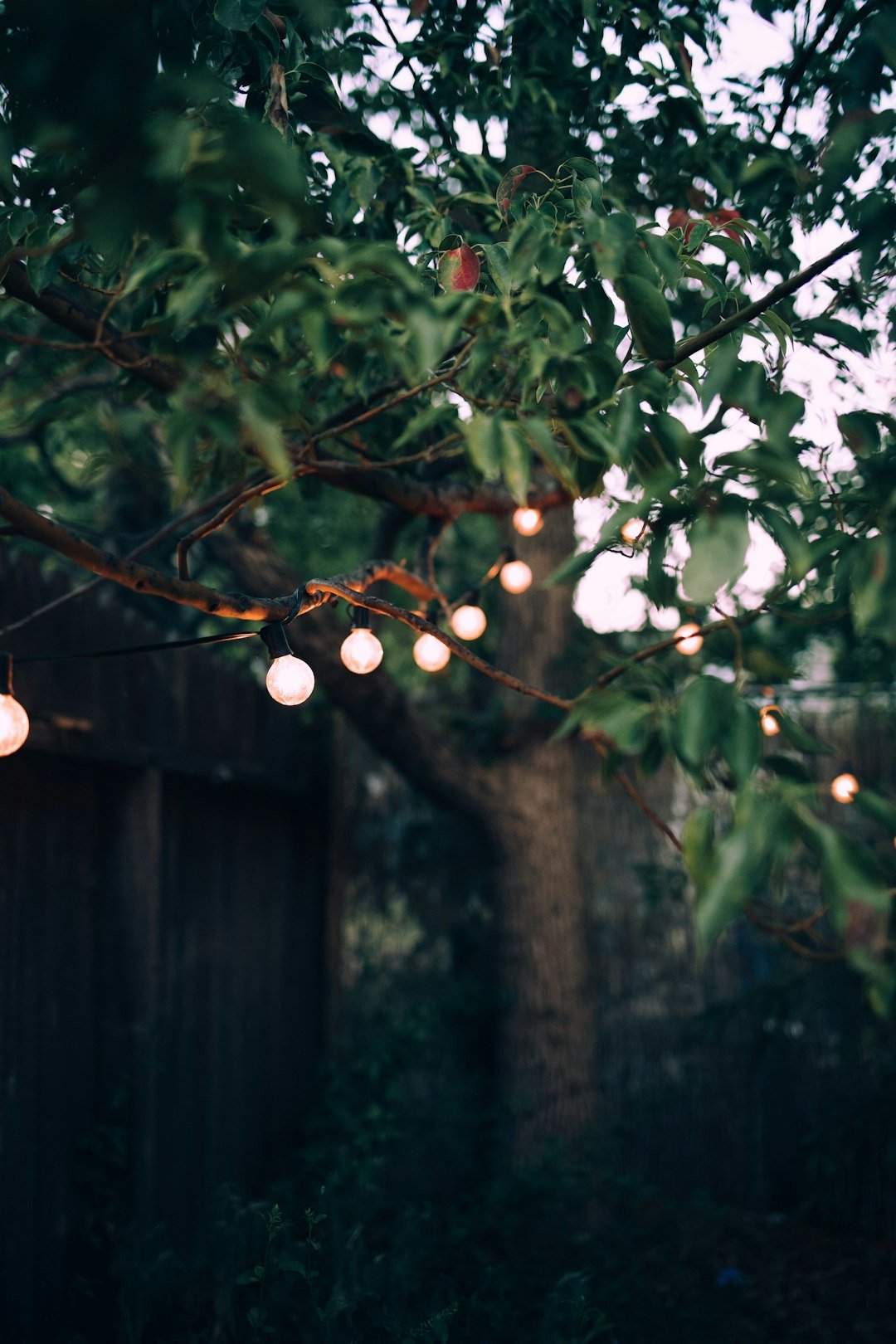 a bunch of lights that are hanging from a tree