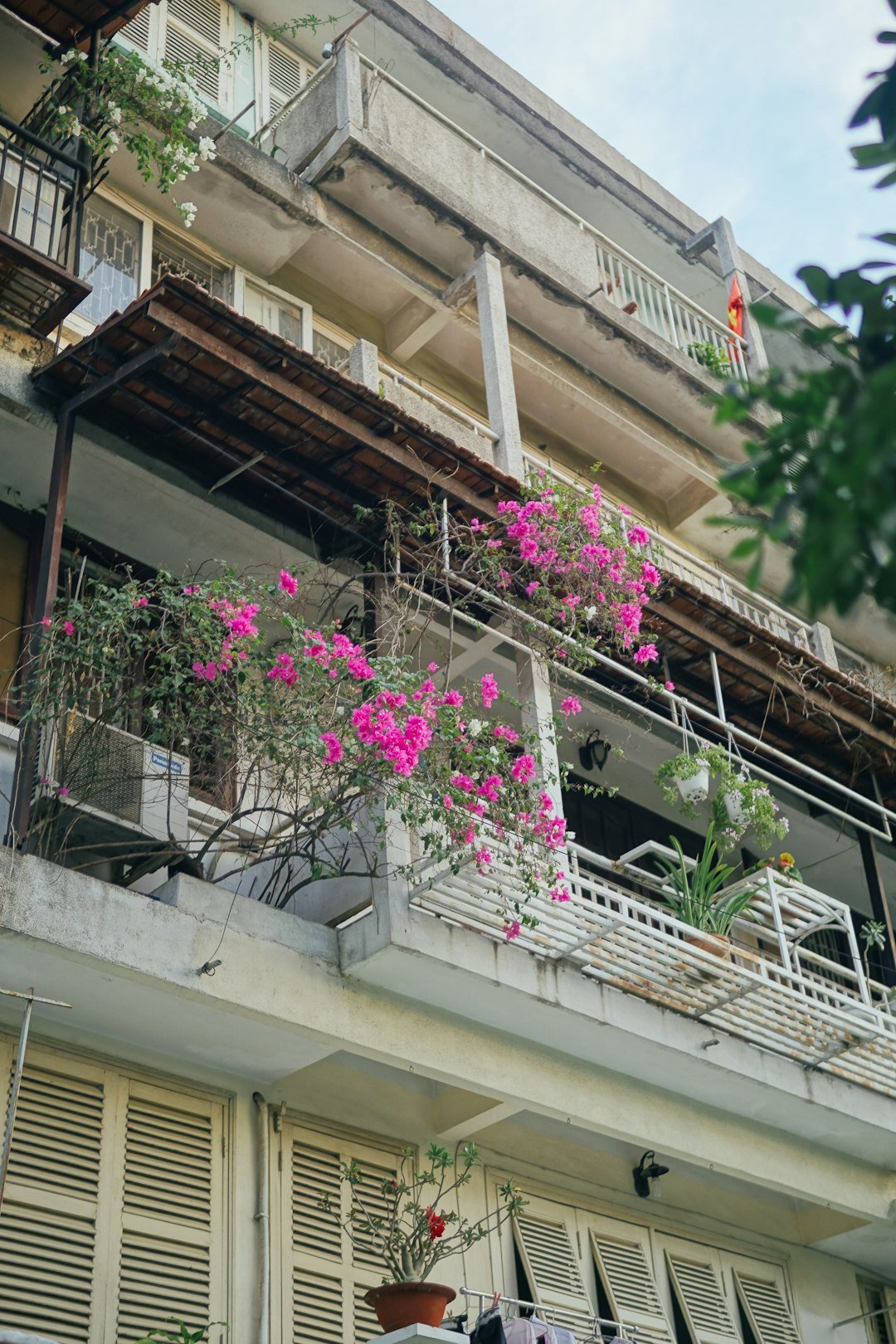 pink flowers on white steel fence