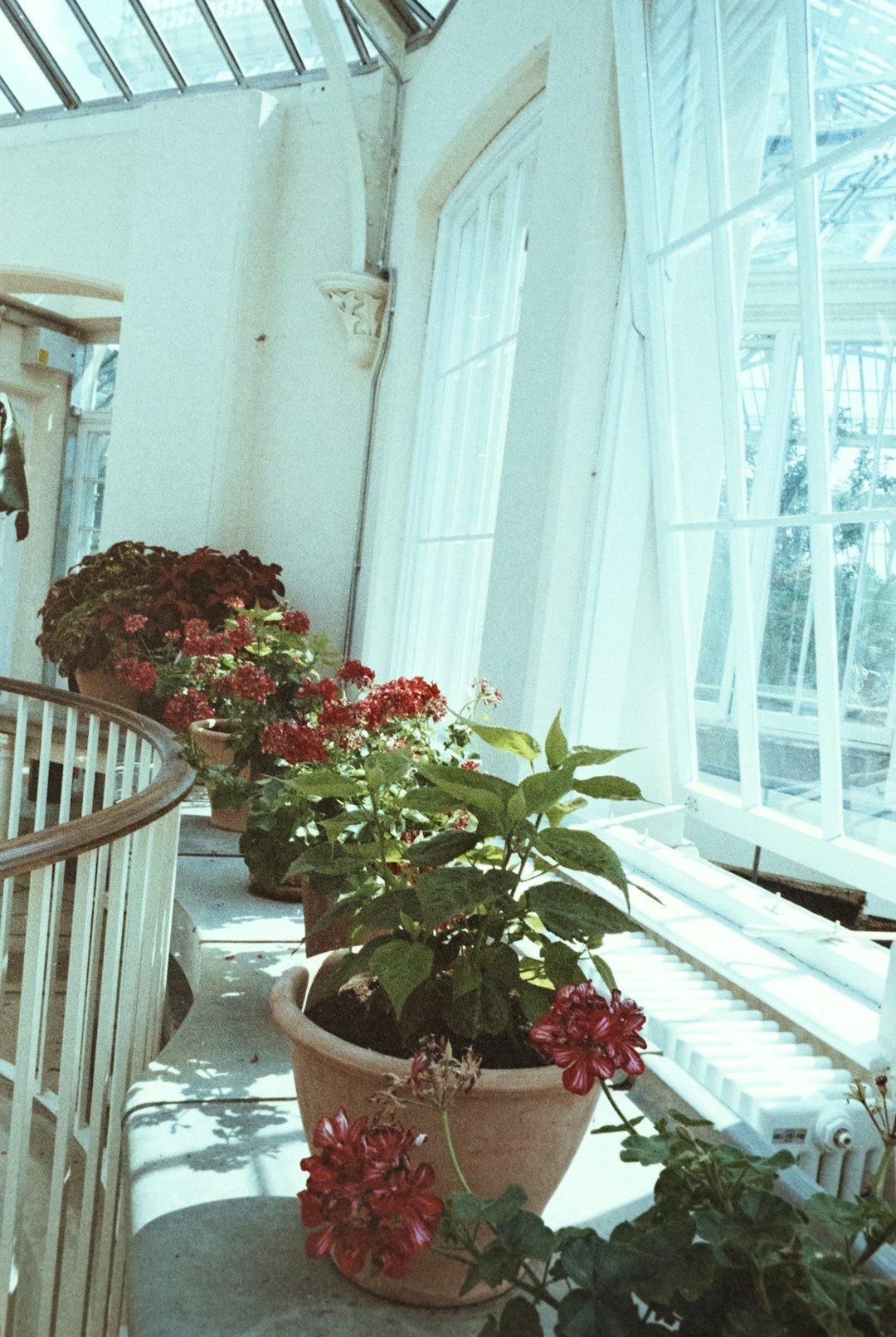 red flowers with green leaves on brown pot