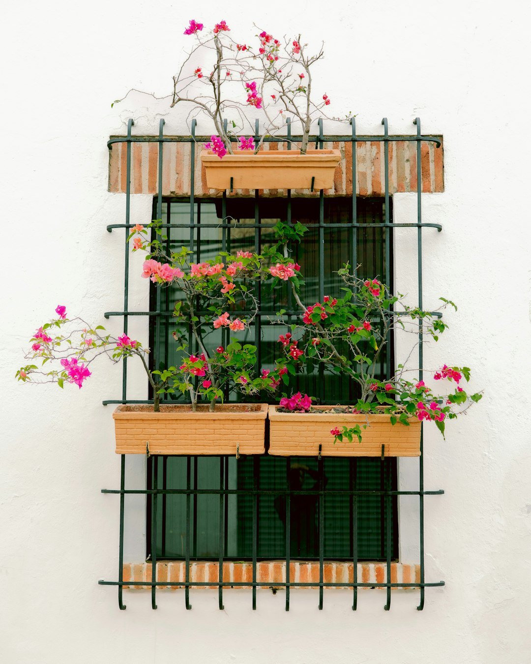 Window with flowers and decorative iron bars.