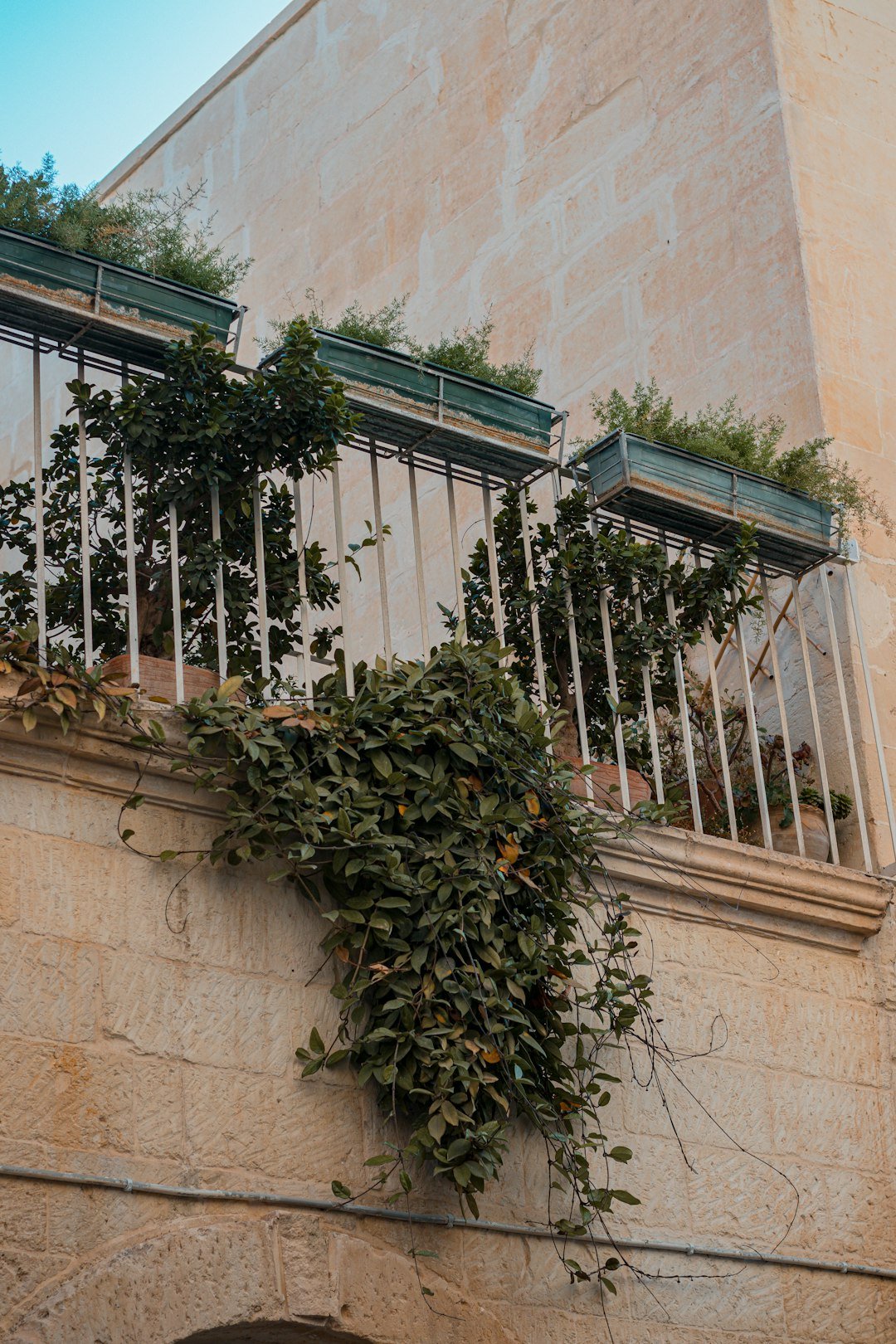 a plant growing on a wall