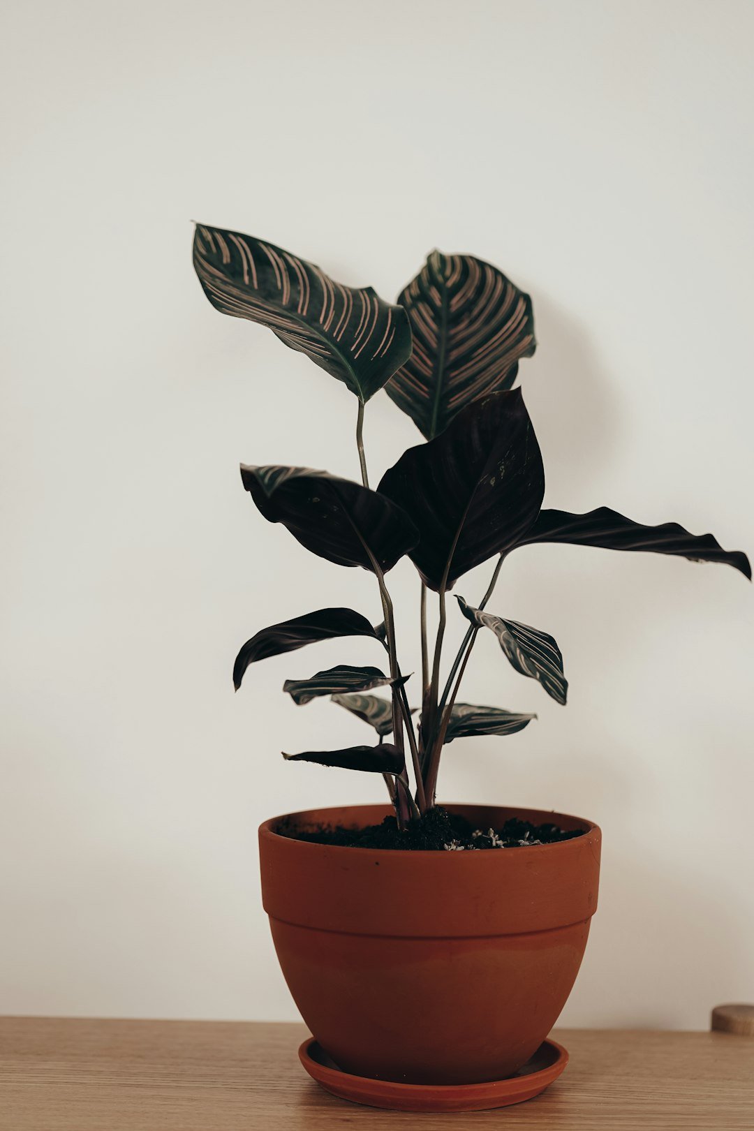 green plant on brown clay pot