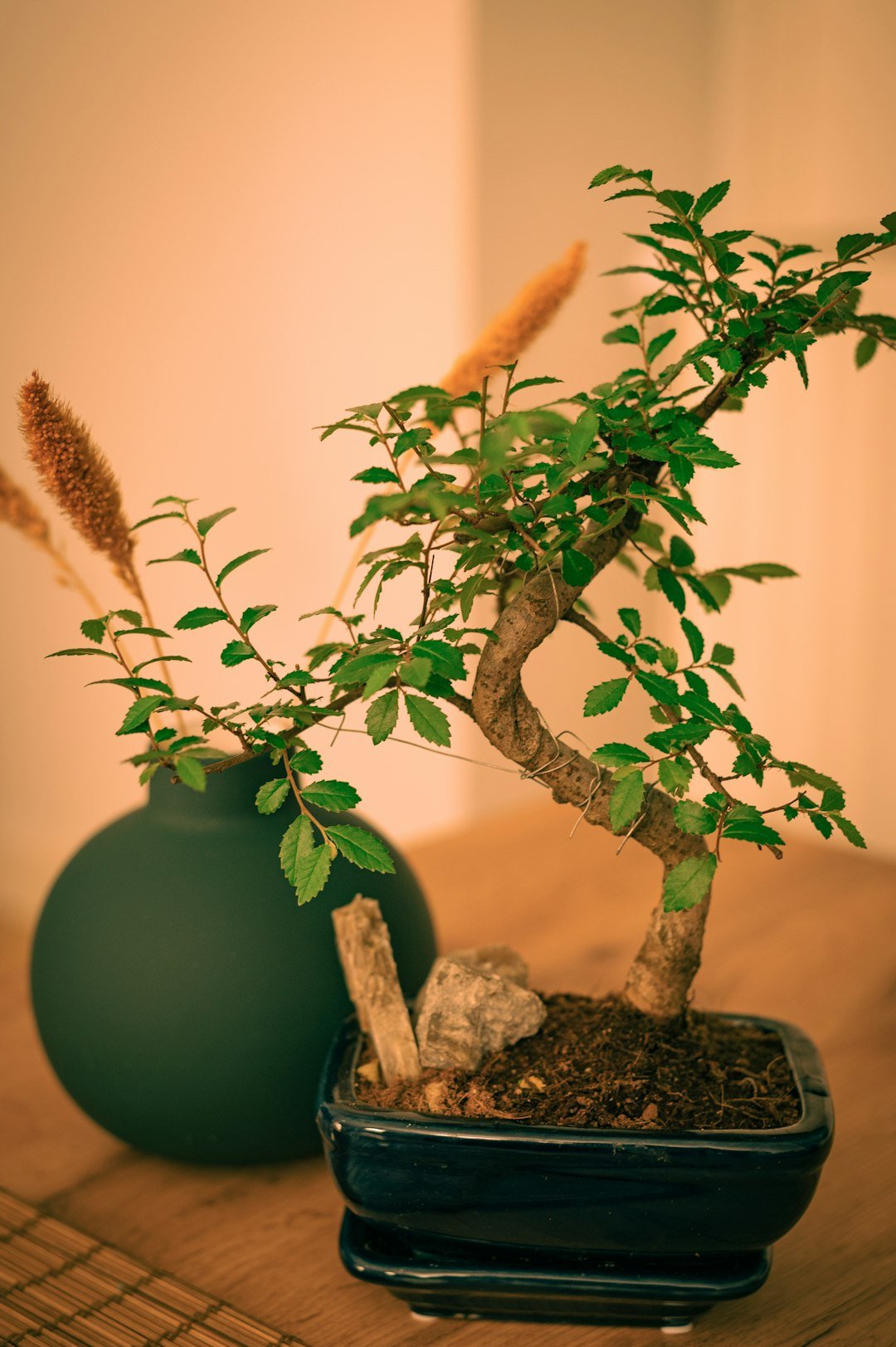 a bonsai tree in a blue pot on a table