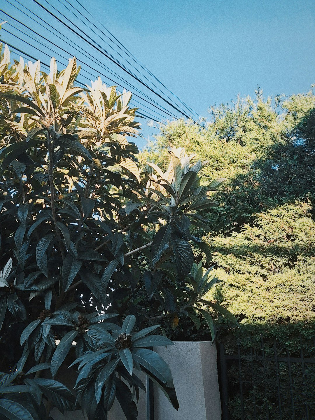a tree with lots of green leaves in front of a building