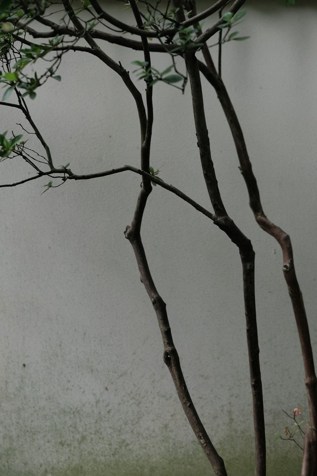 a bird perched on top of a tree branch