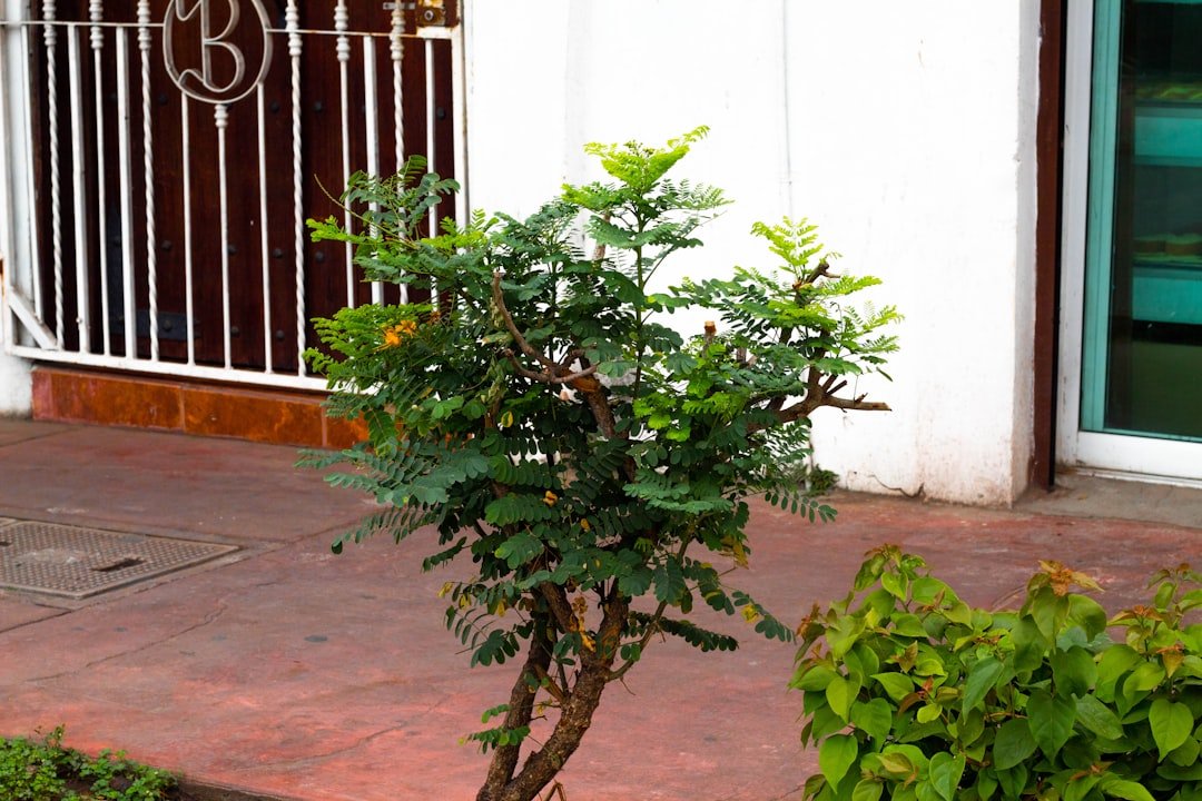 a small tree sitting on the side of a sidewalk