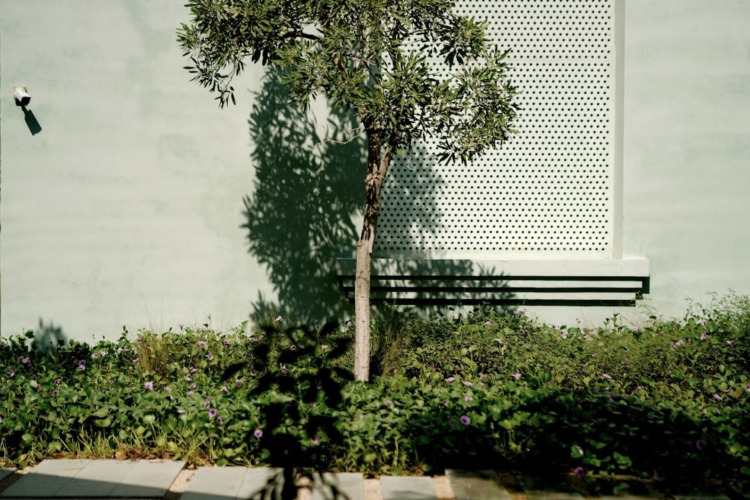 A tree casting a shadow on a wall