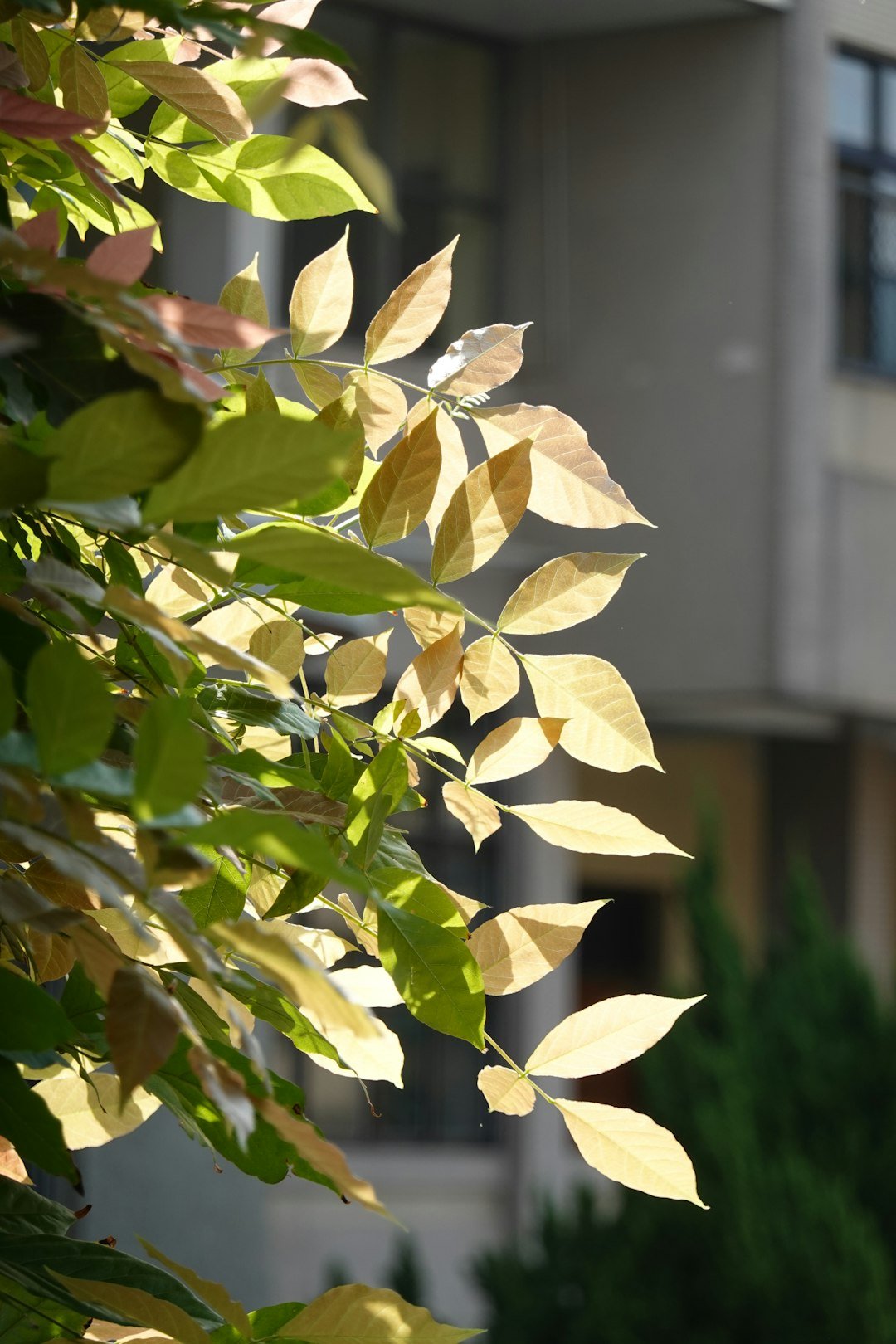 Sunlight shines through leaves.