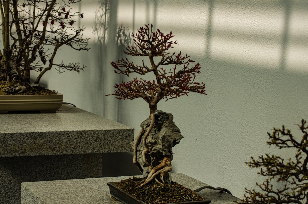 a bonsai tree sitting on top of a stone slab