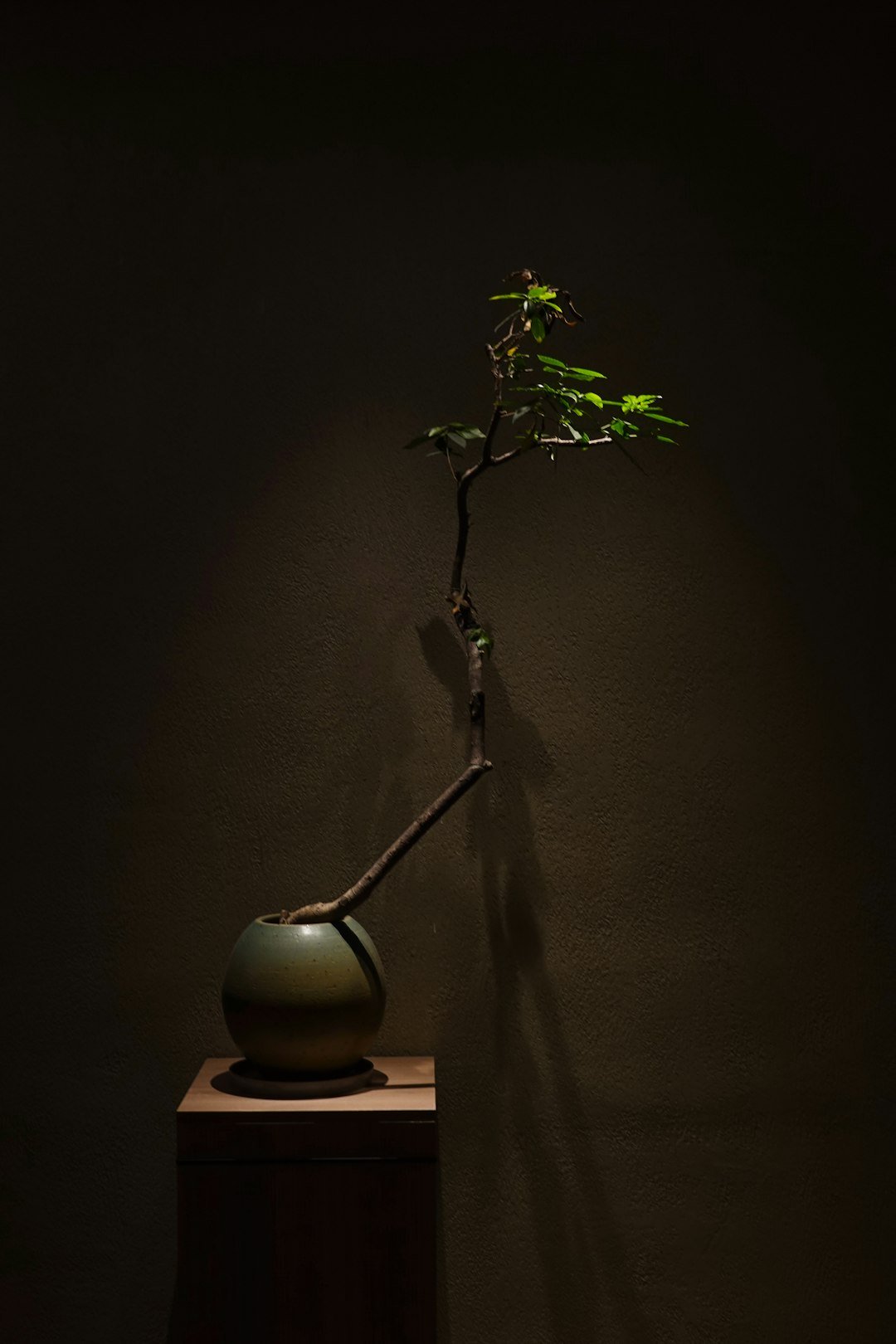 a bonsai tree in a vase on a table