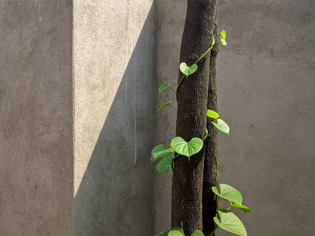 green vines on gray concrete wall