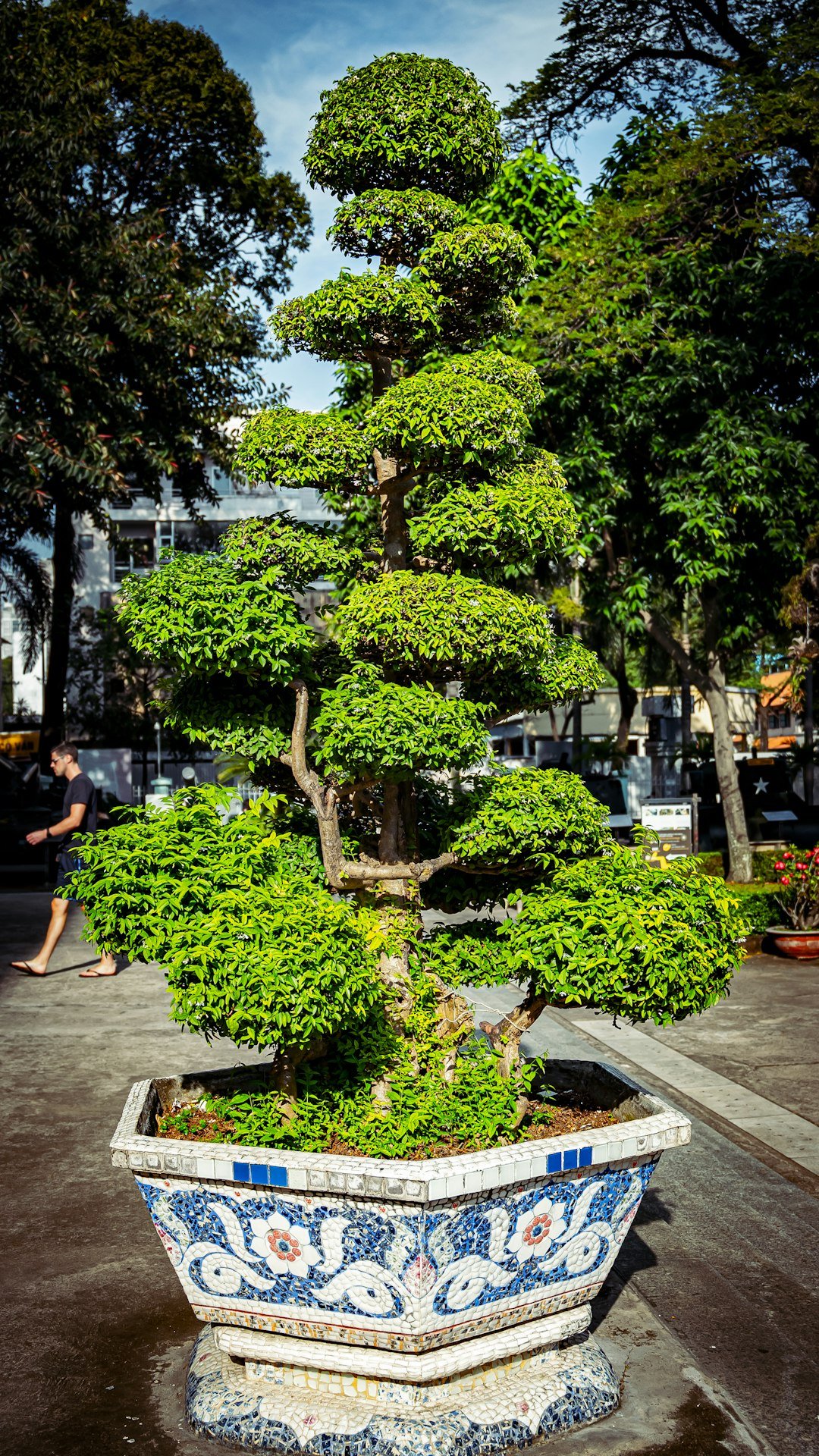 a bonsai tree in a blue and white pot