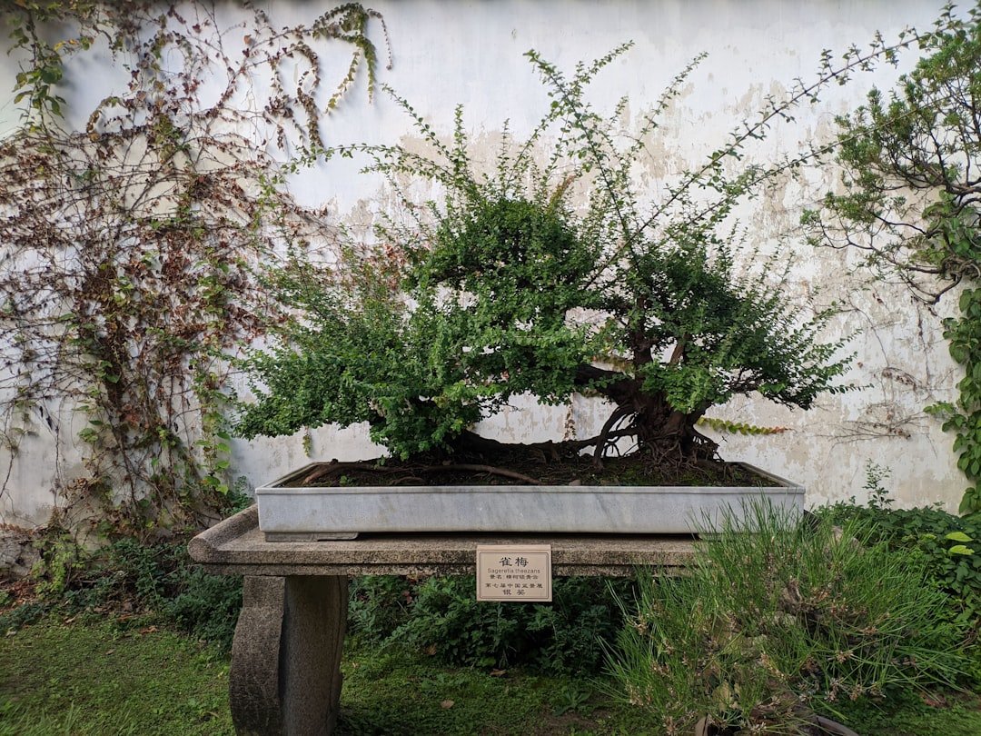 a bonsai tree in a pot on a bench