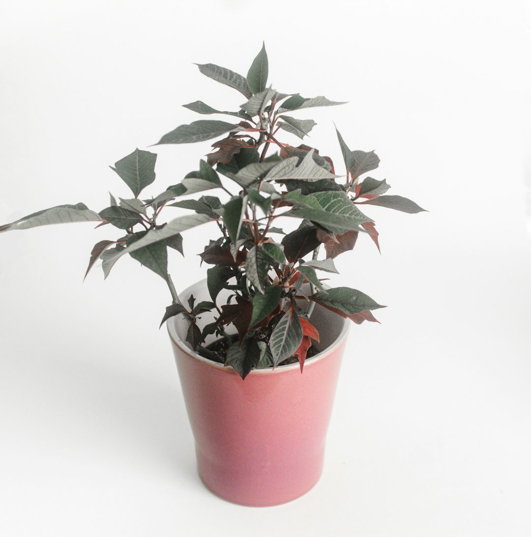 green leaf plant