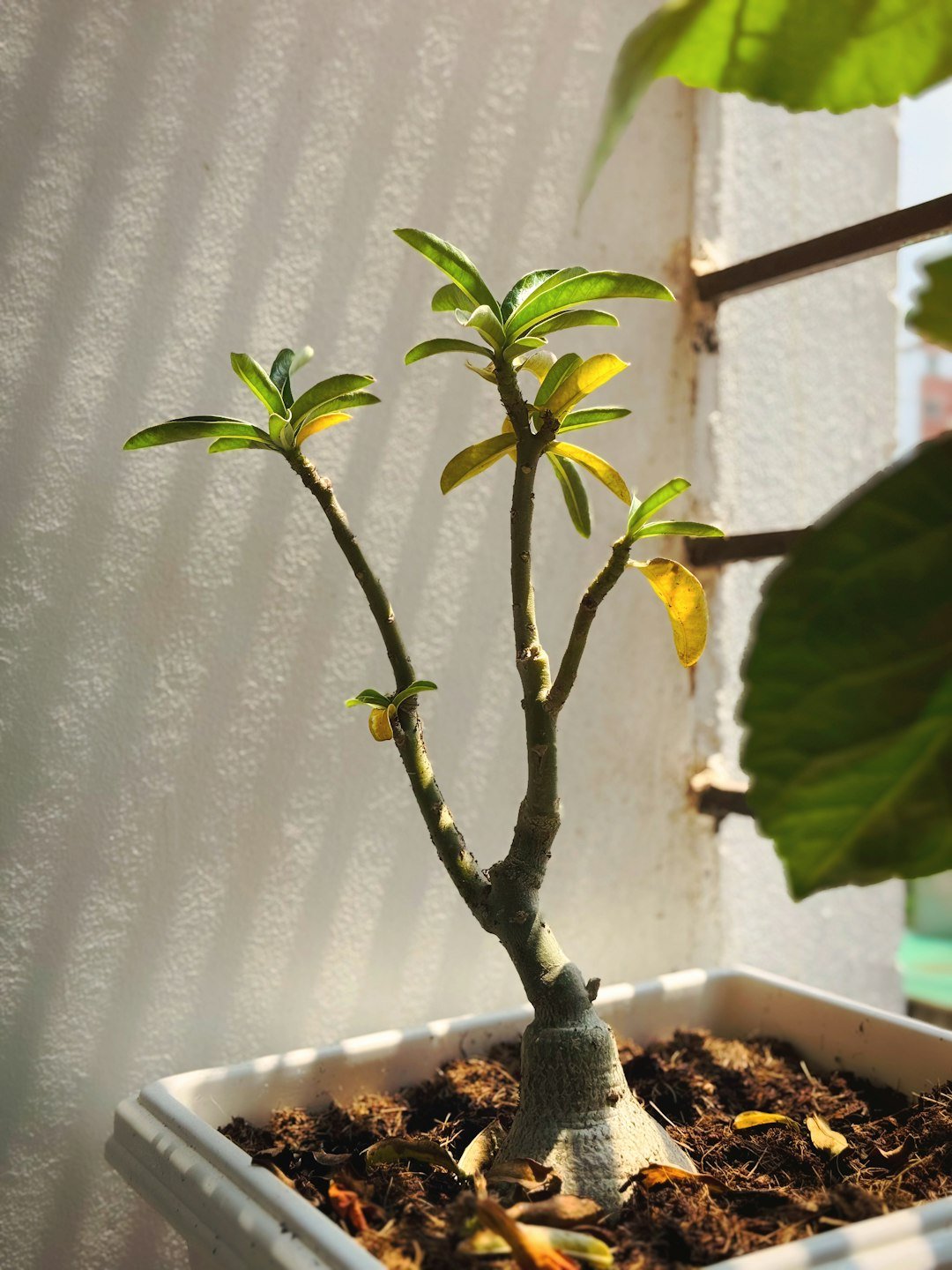A small potted plant in bright sunlight.