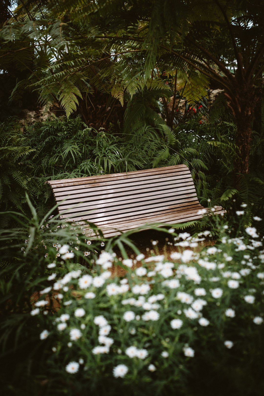 A wooden bench sits amidst lush greenery.