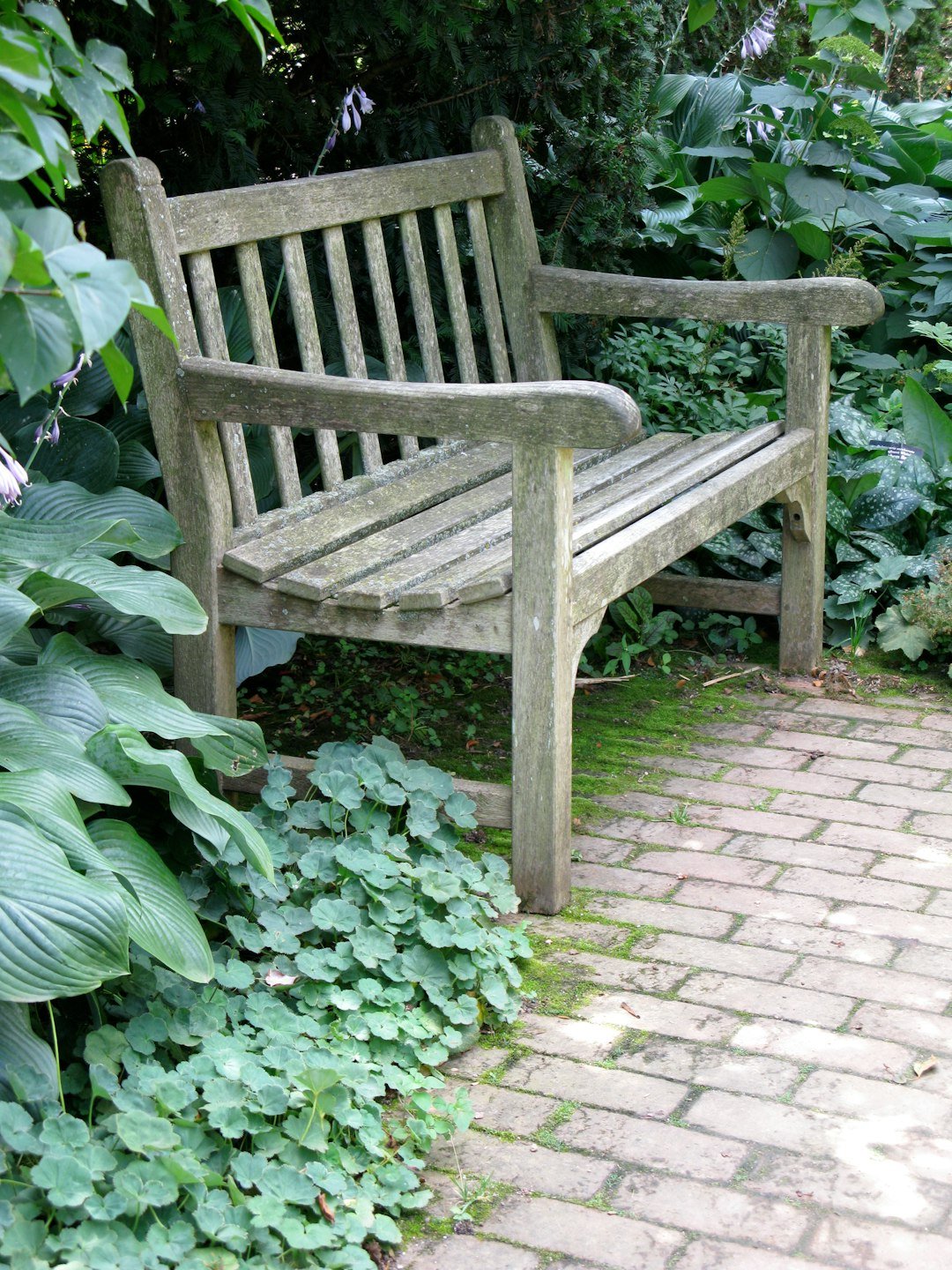 a wooden bench sitting next to a lush green forest