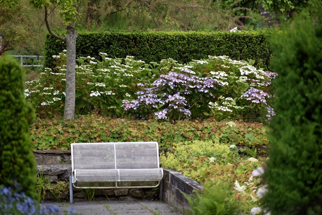 A bench sits in a beautiful, lush garden.