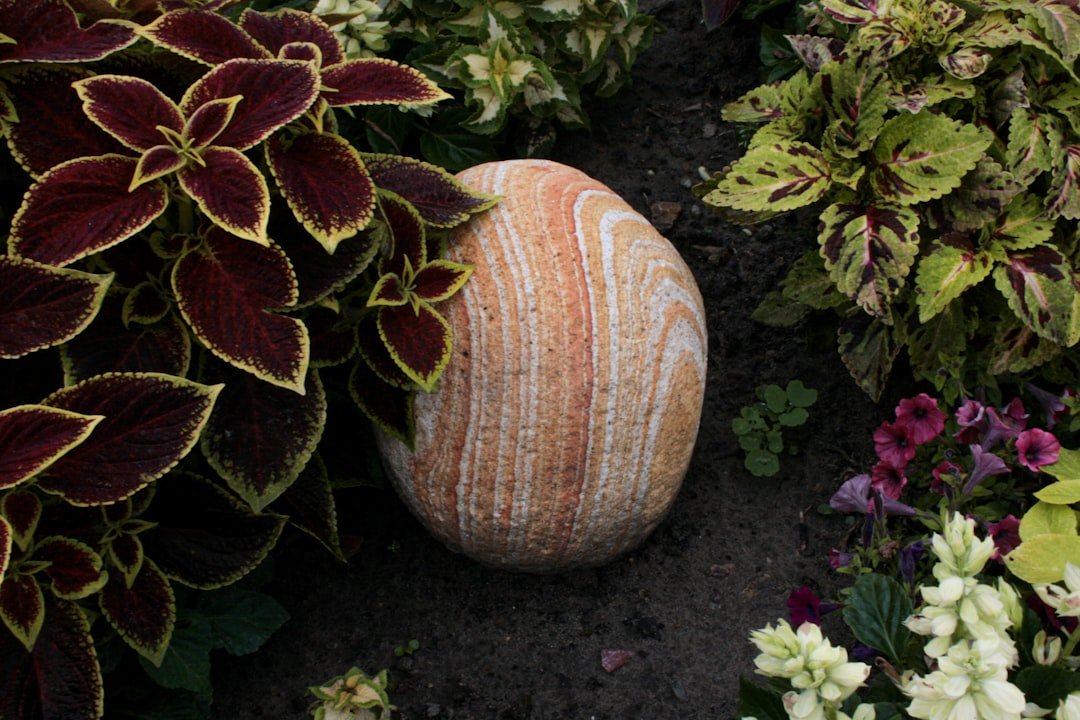 A rock in the middle of a garden of flowers