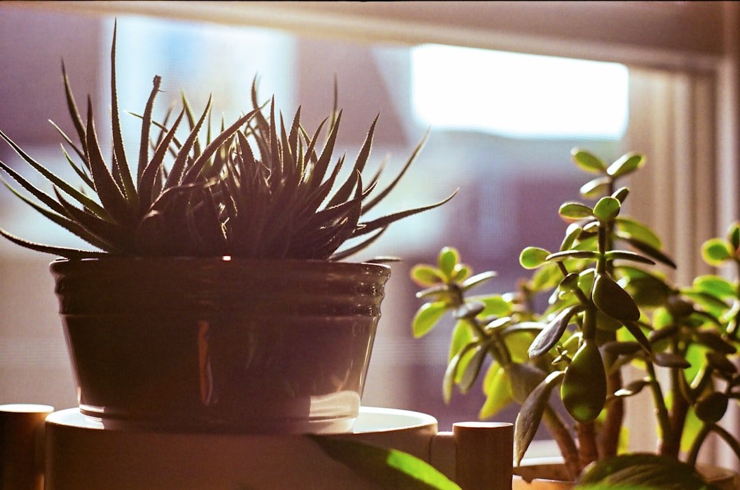 green plant in brown pot