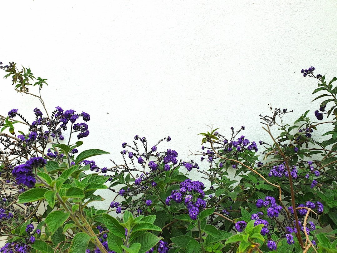 purple flowers with green leaves