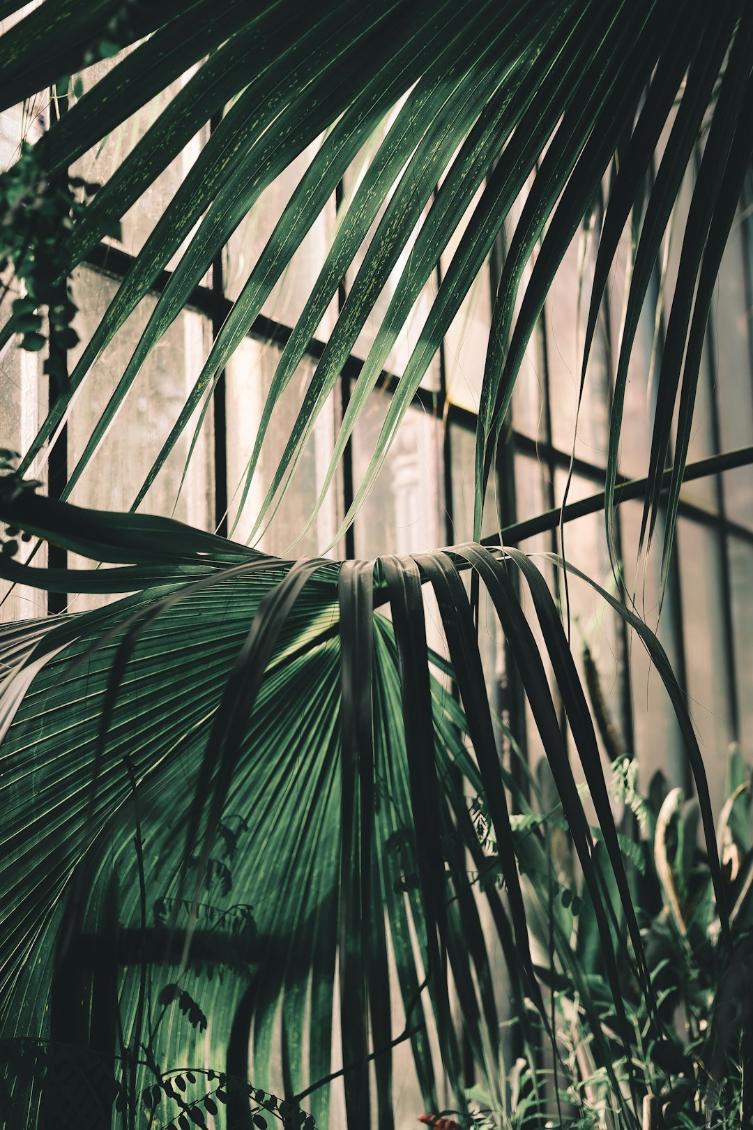 a palm tree in a greenhouse filled with lots of plants