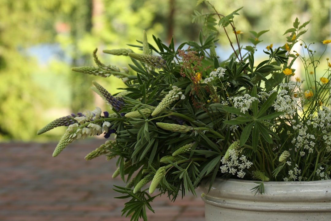 a plant in a pot