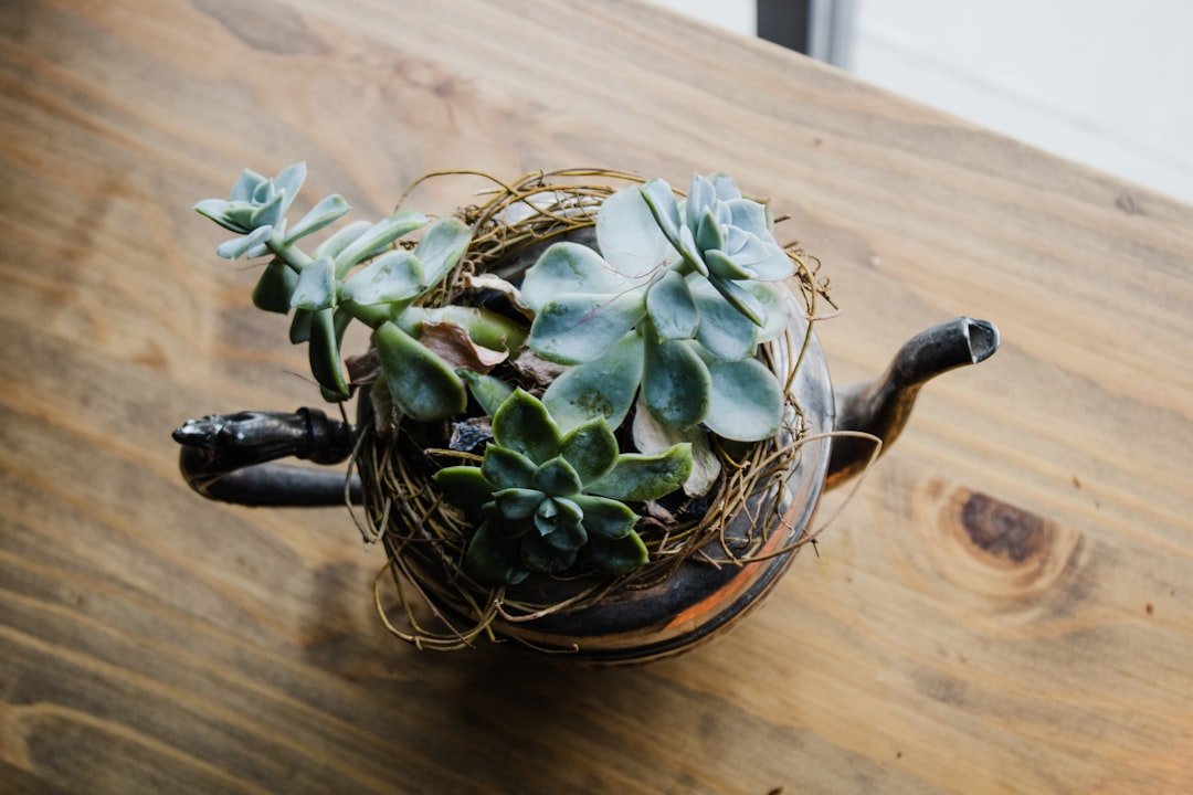 a plant in a pot