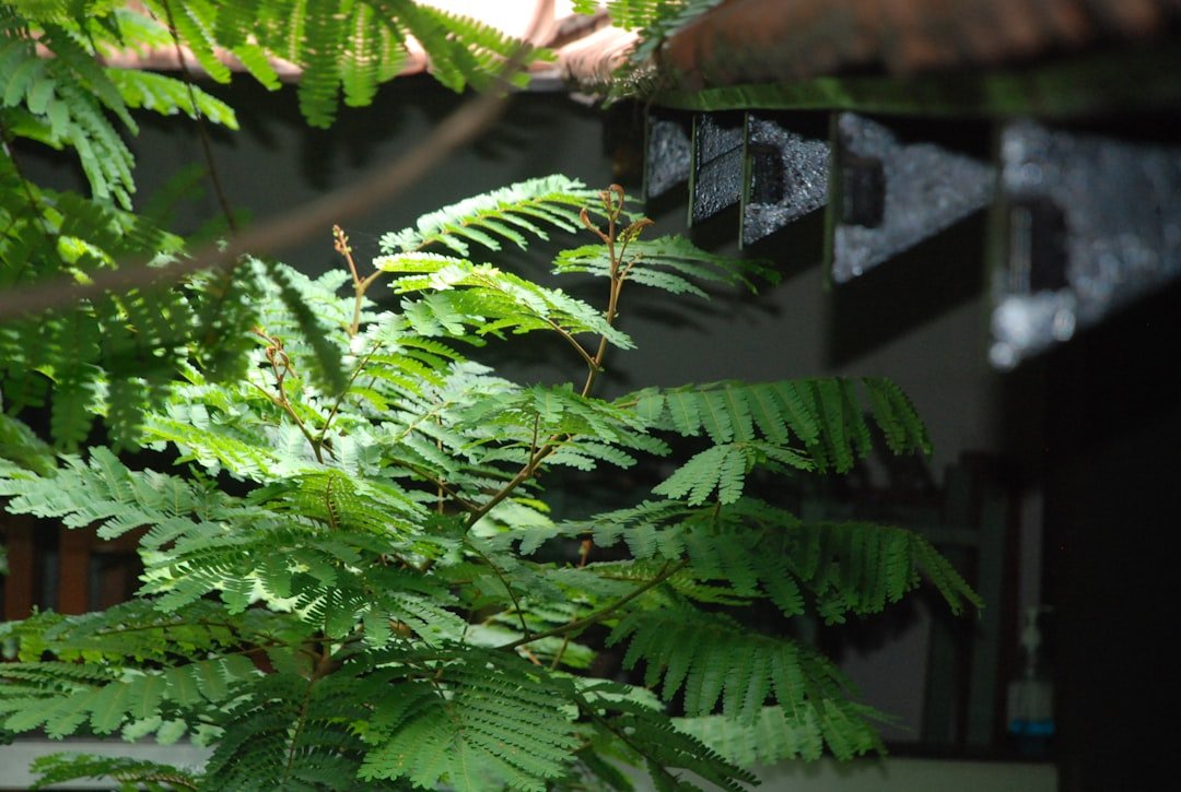 a tree with green leaves