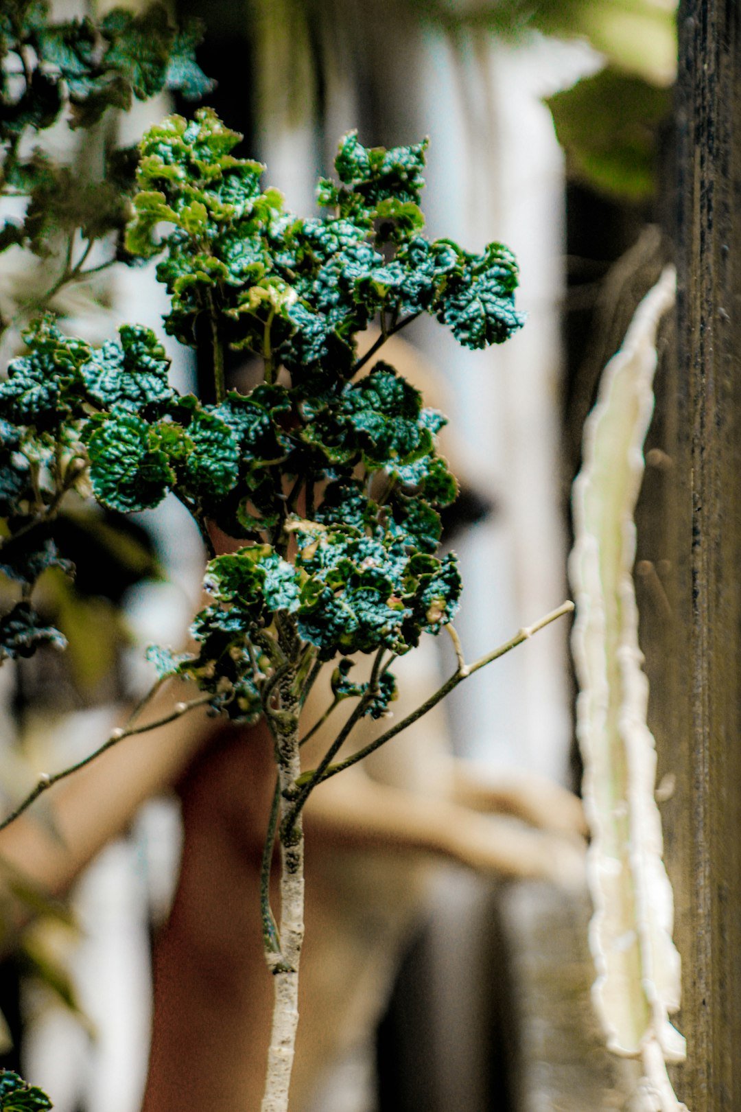 a close up of a plant in a vase