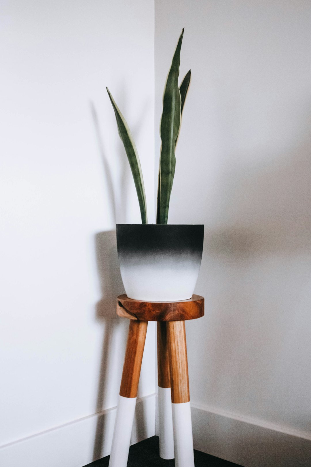 green plant on brown wooden seat