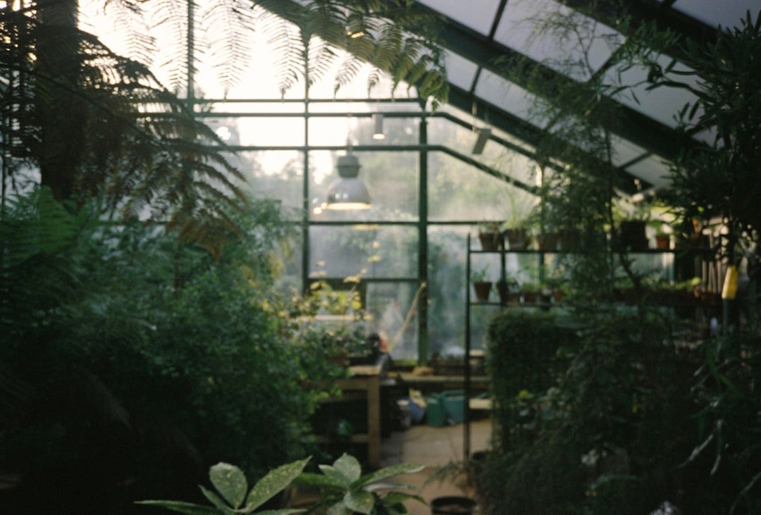 Inside a beautiful, sunny greenhouse.