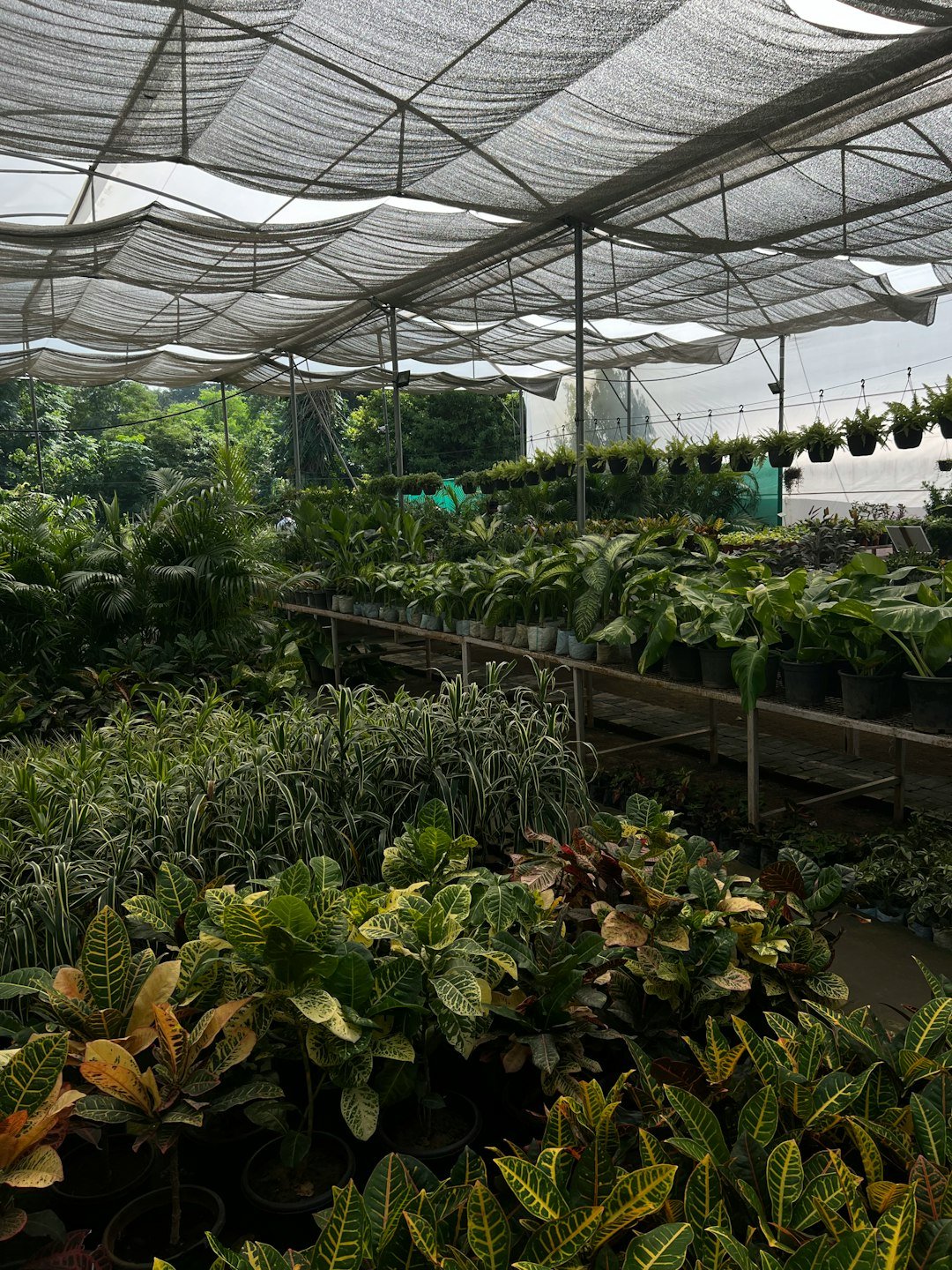 a greenhouse with plants