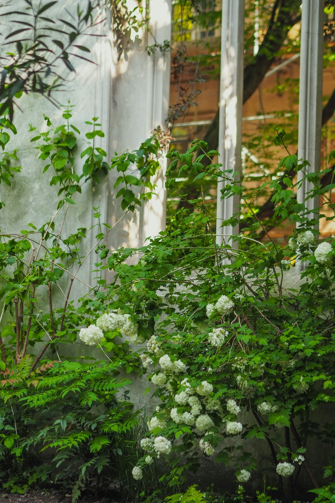 a garden with white flowers and green plants