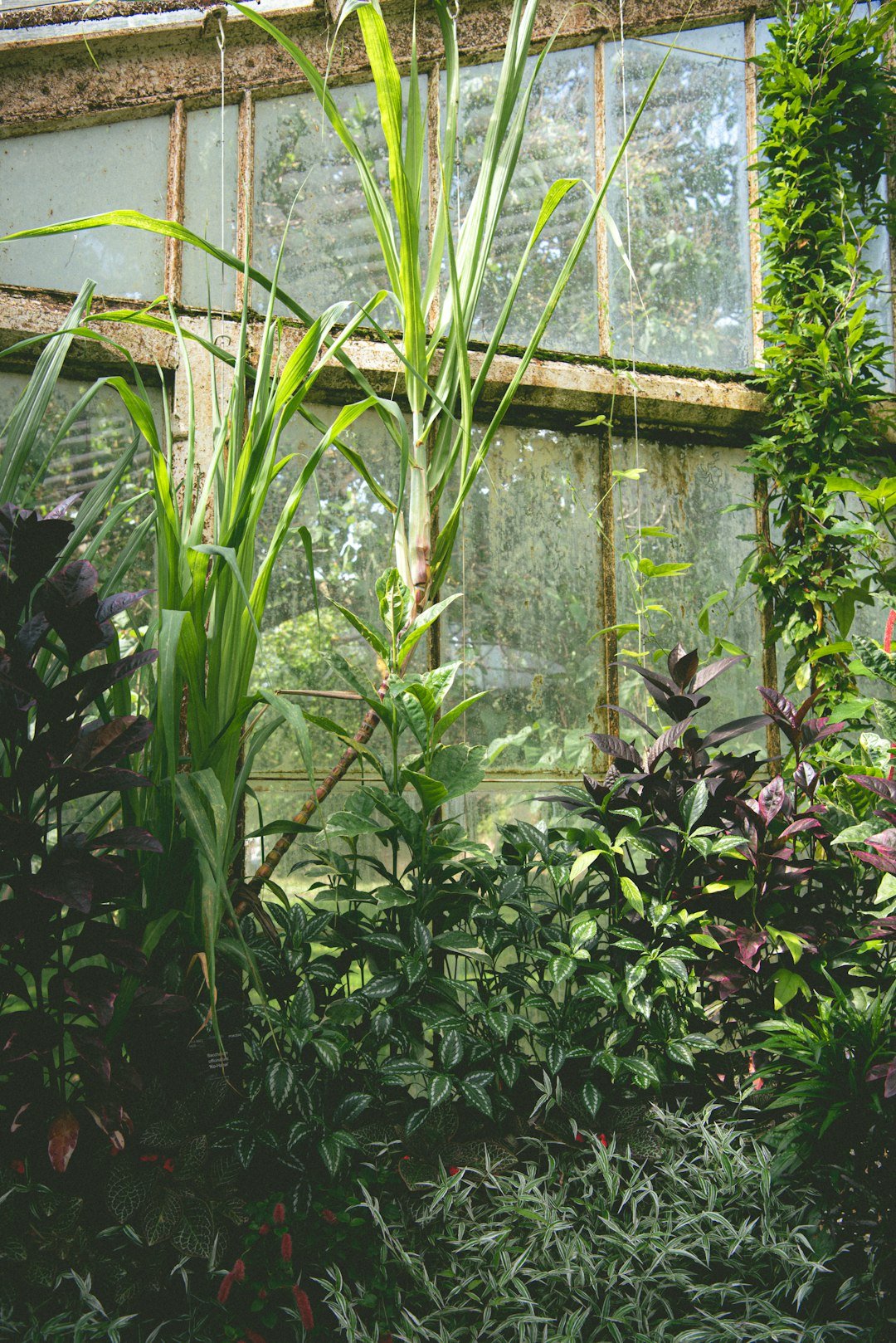 a green house filled with lots of plants