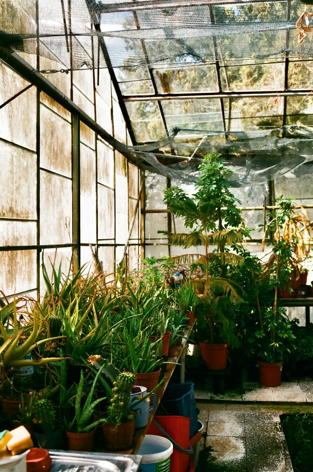 a greenhouse filled with lots of green plants