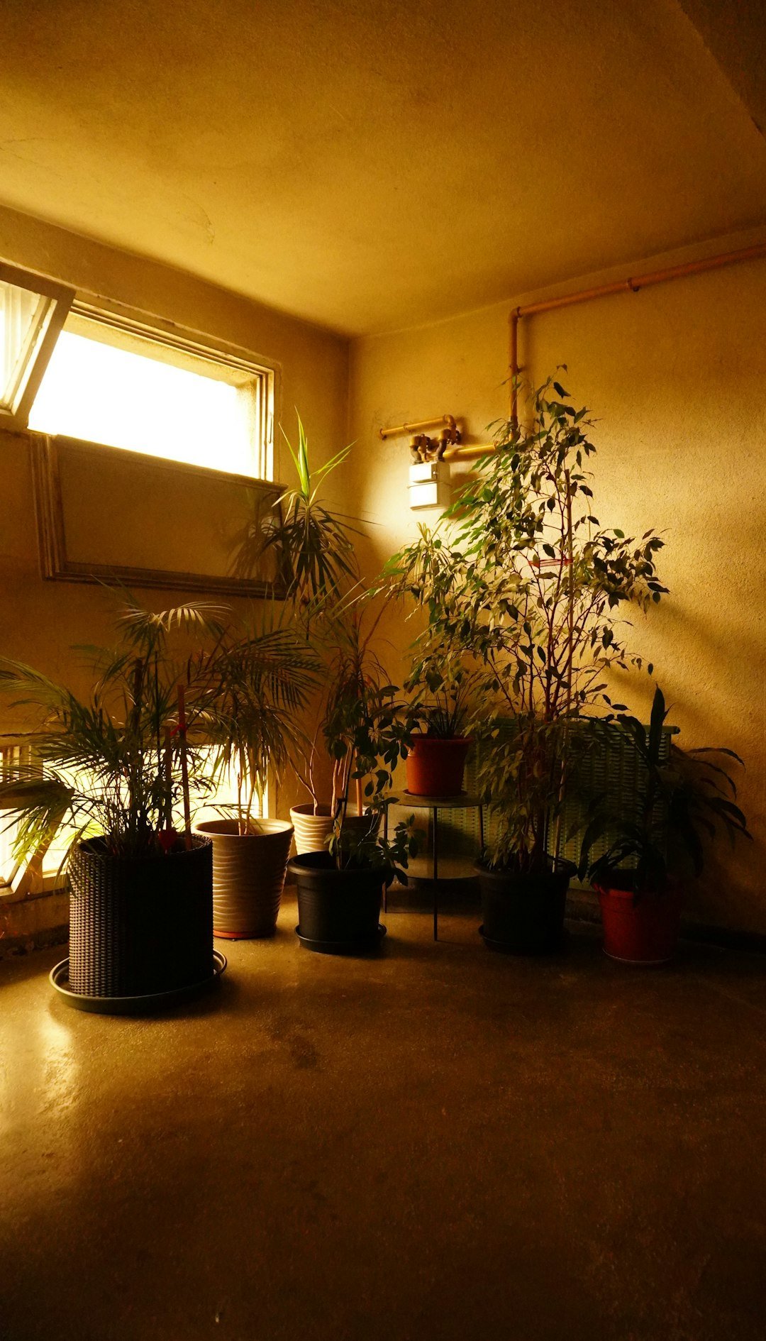 A room filled with potted plants and a window