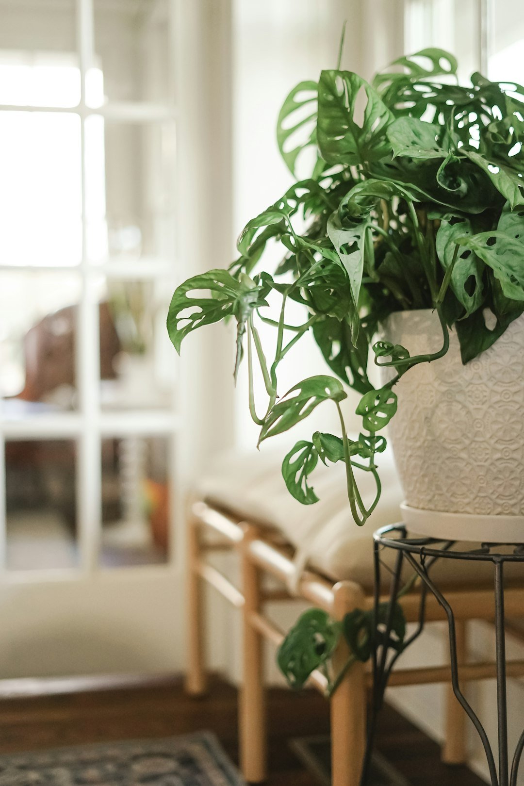 a plant in a room