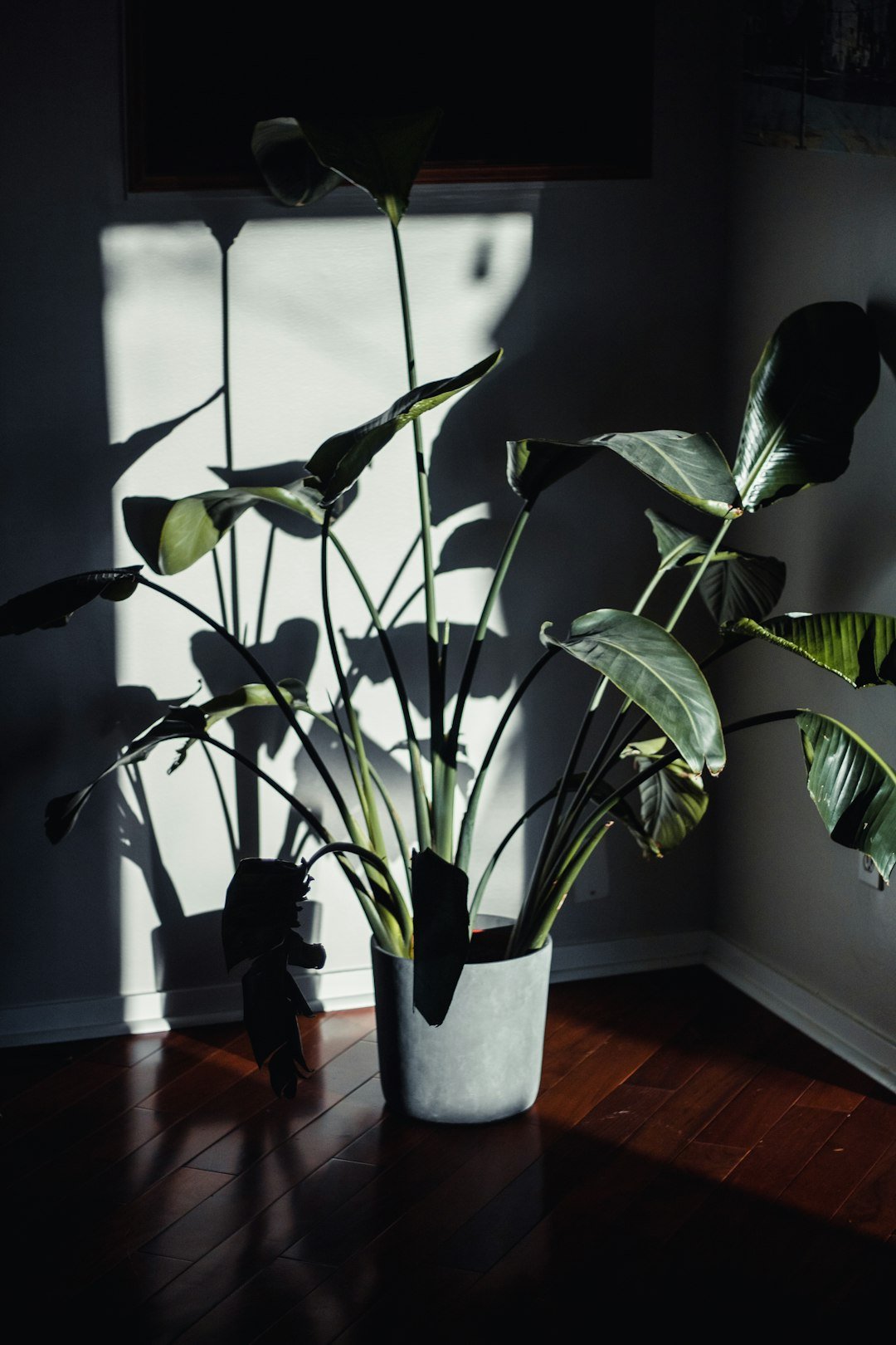 a potted plant sitting on top of a wooden floor
