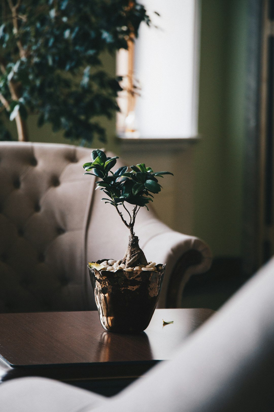 green leaf plant in pot on a table