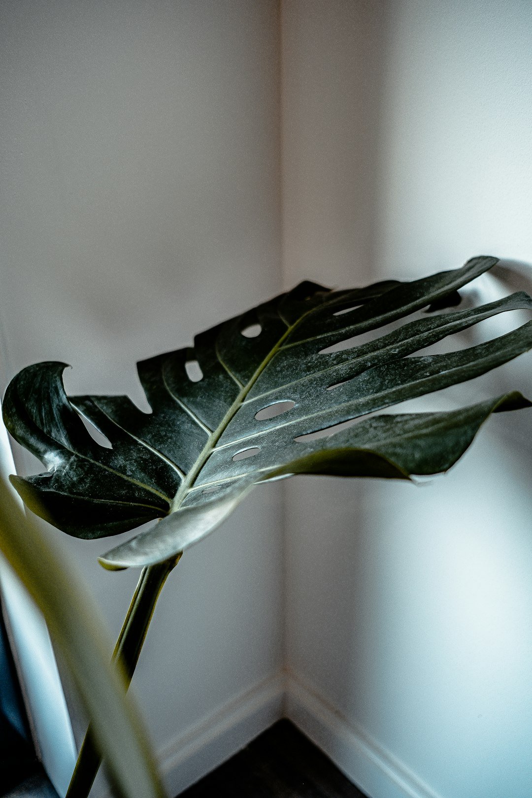 a large green leaf sitting on top of a white chair