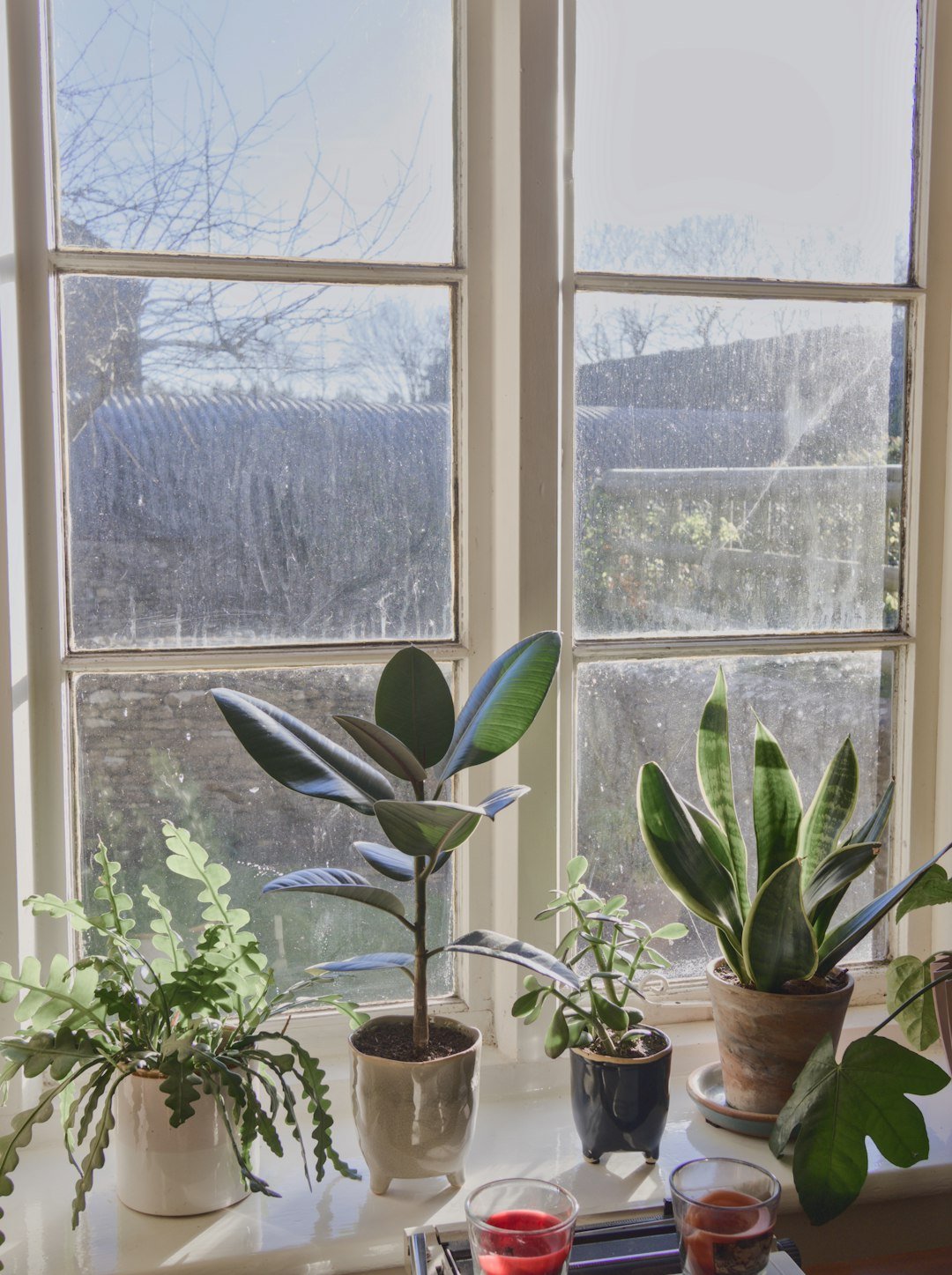 a couple of plants sitting on top of a table