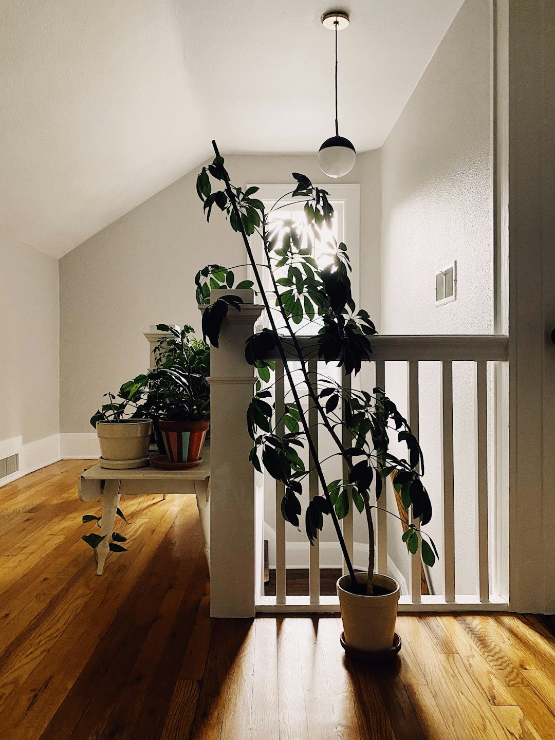 a room with potted plants
