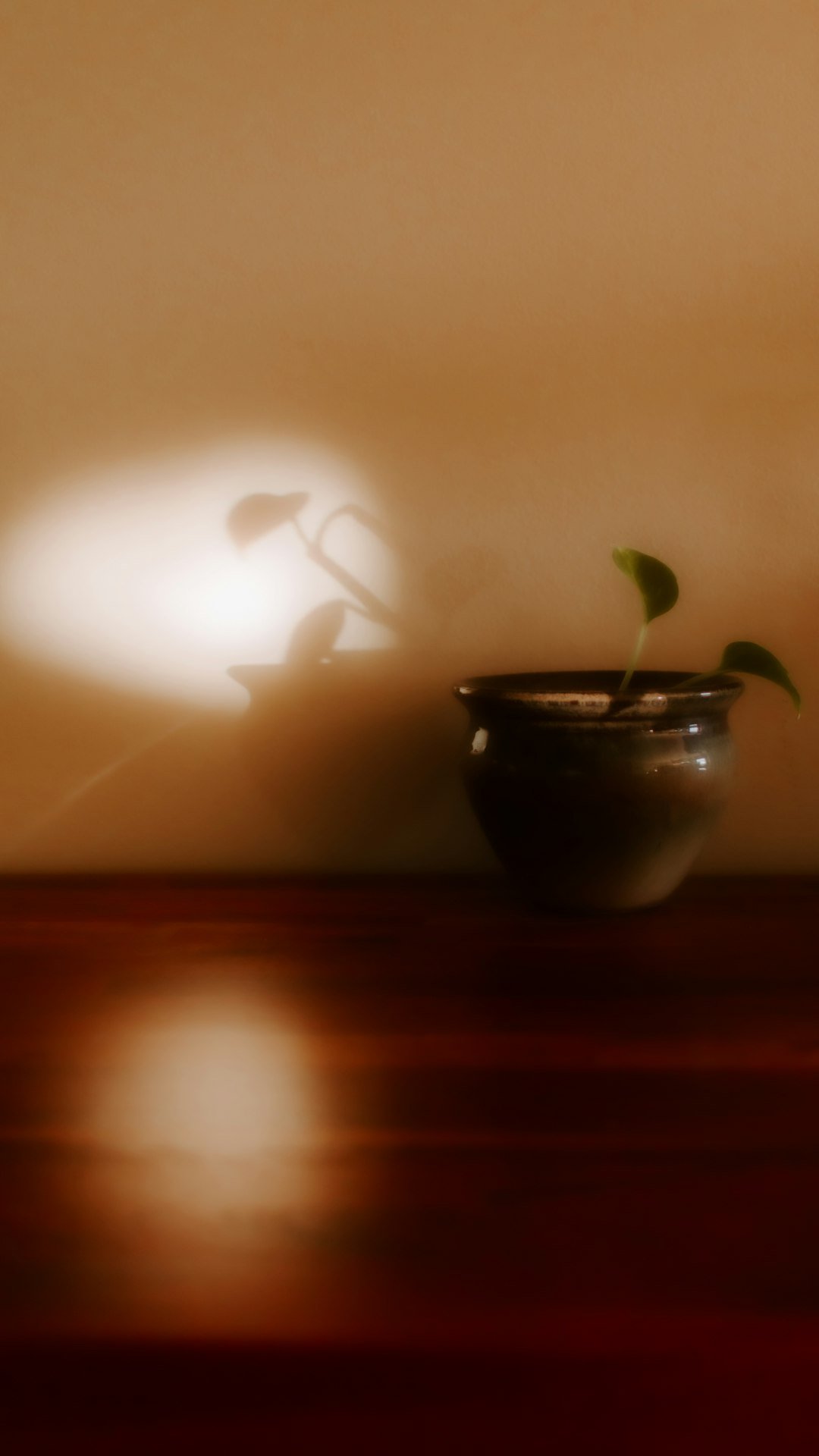 A potted plant sitting on top of a wooden table