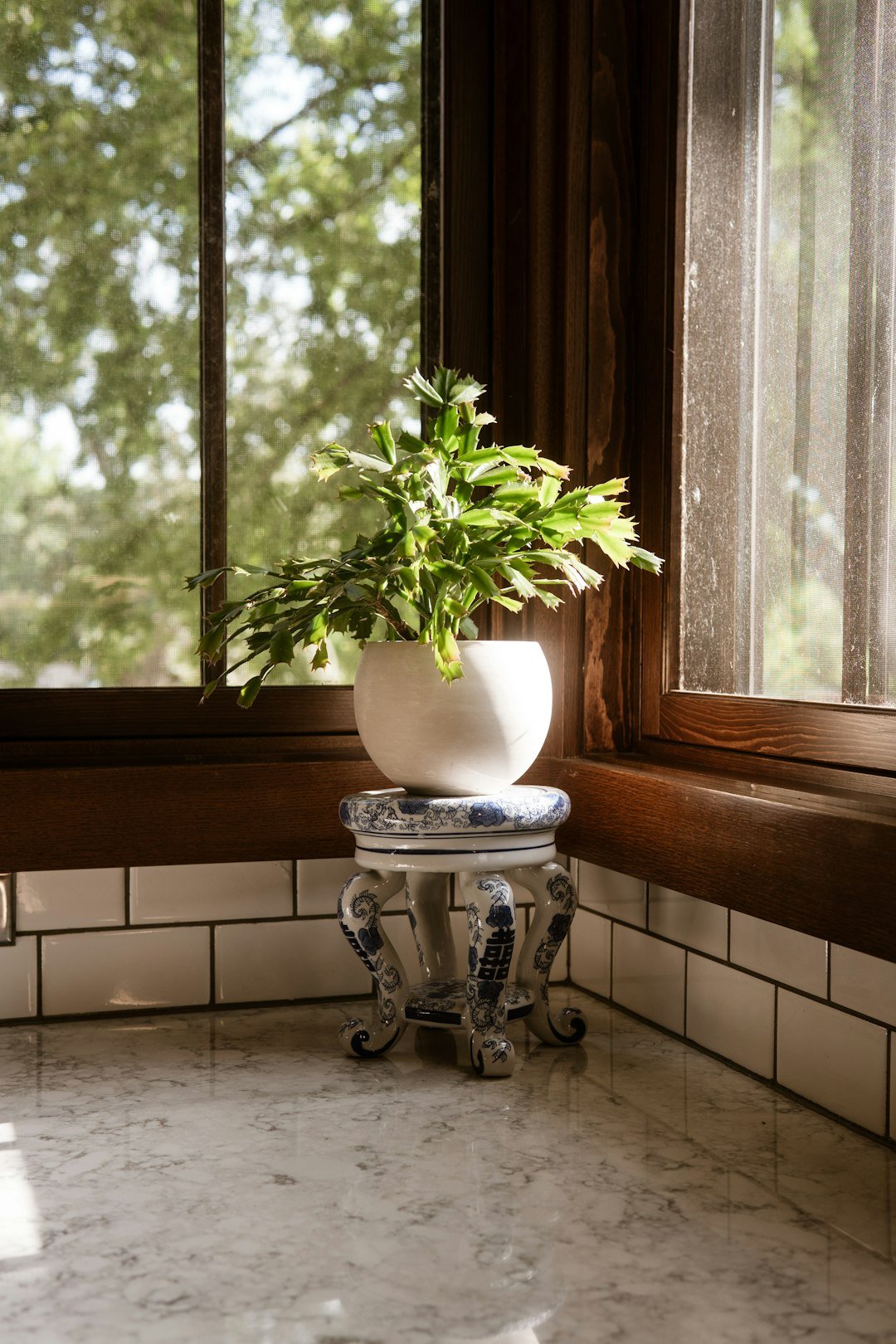 A potted plant sitting on top of a table next to a window