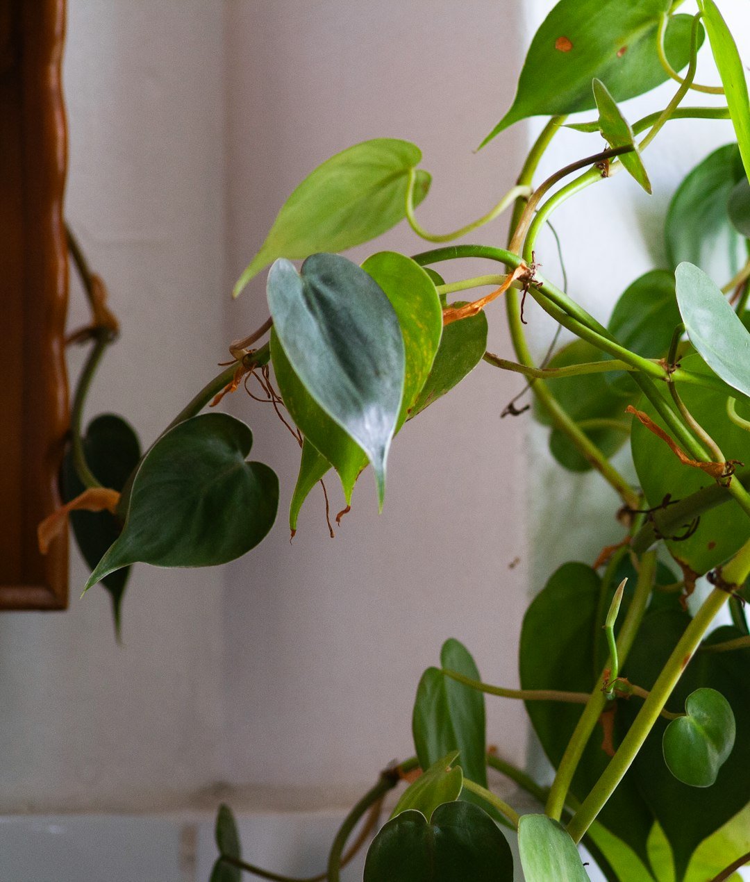 A potted plant in front of a mirror