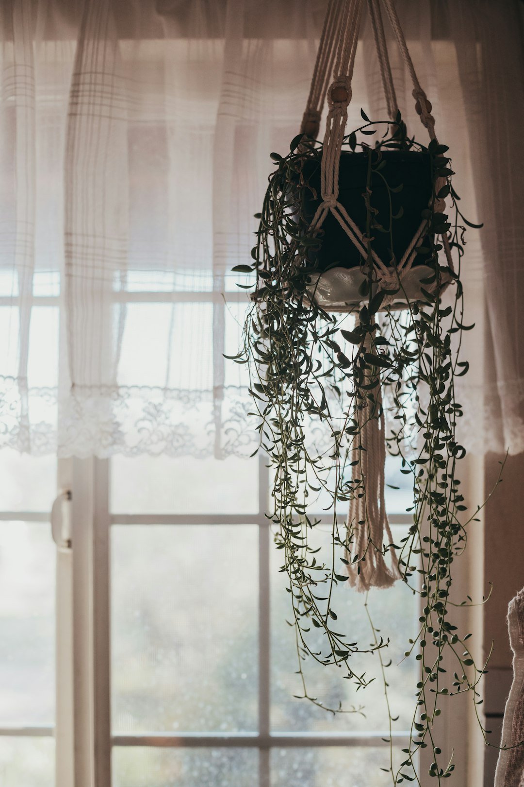 a potted plant hanging from a window sill