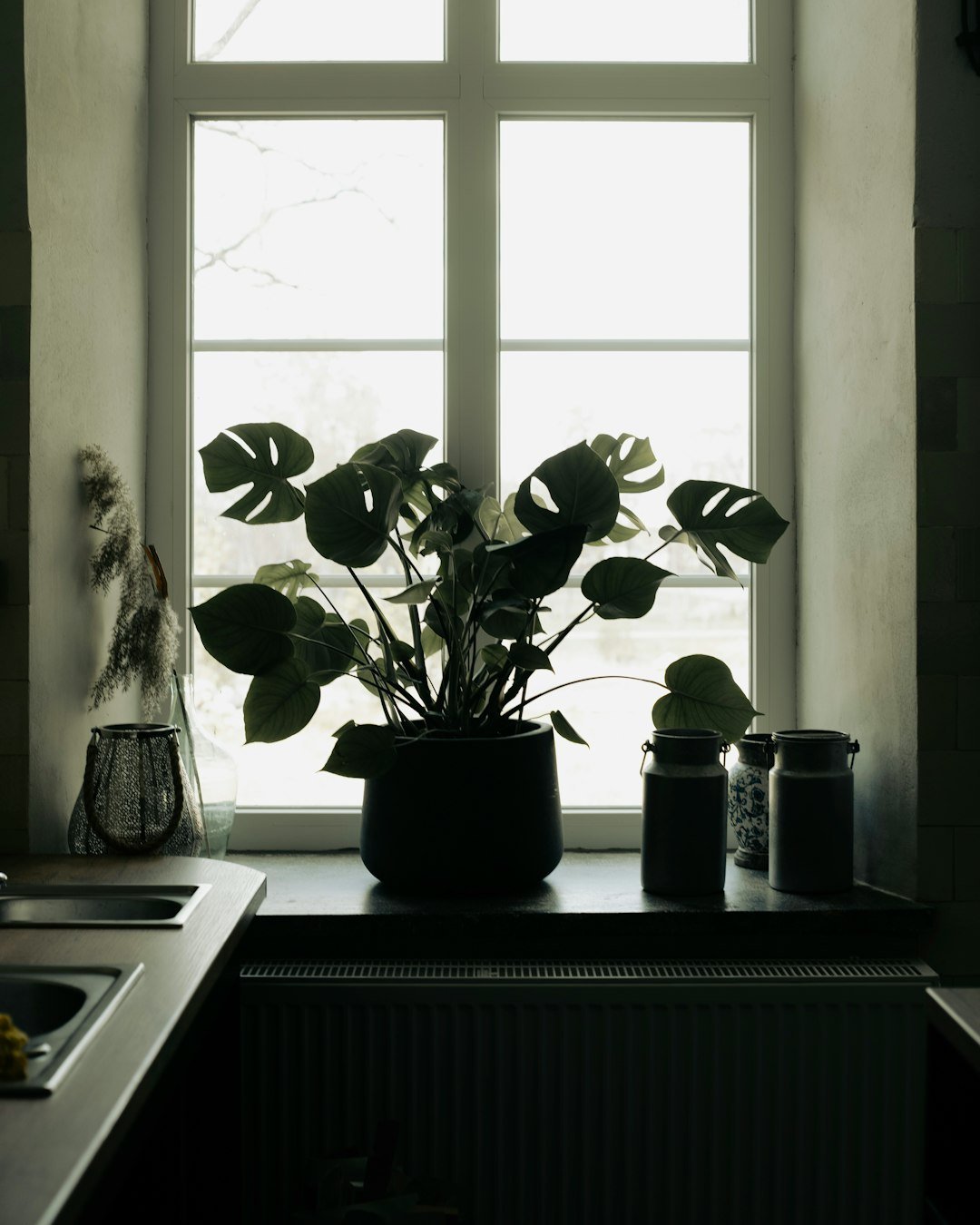 A potted plant sitting on top of a counter next to a window